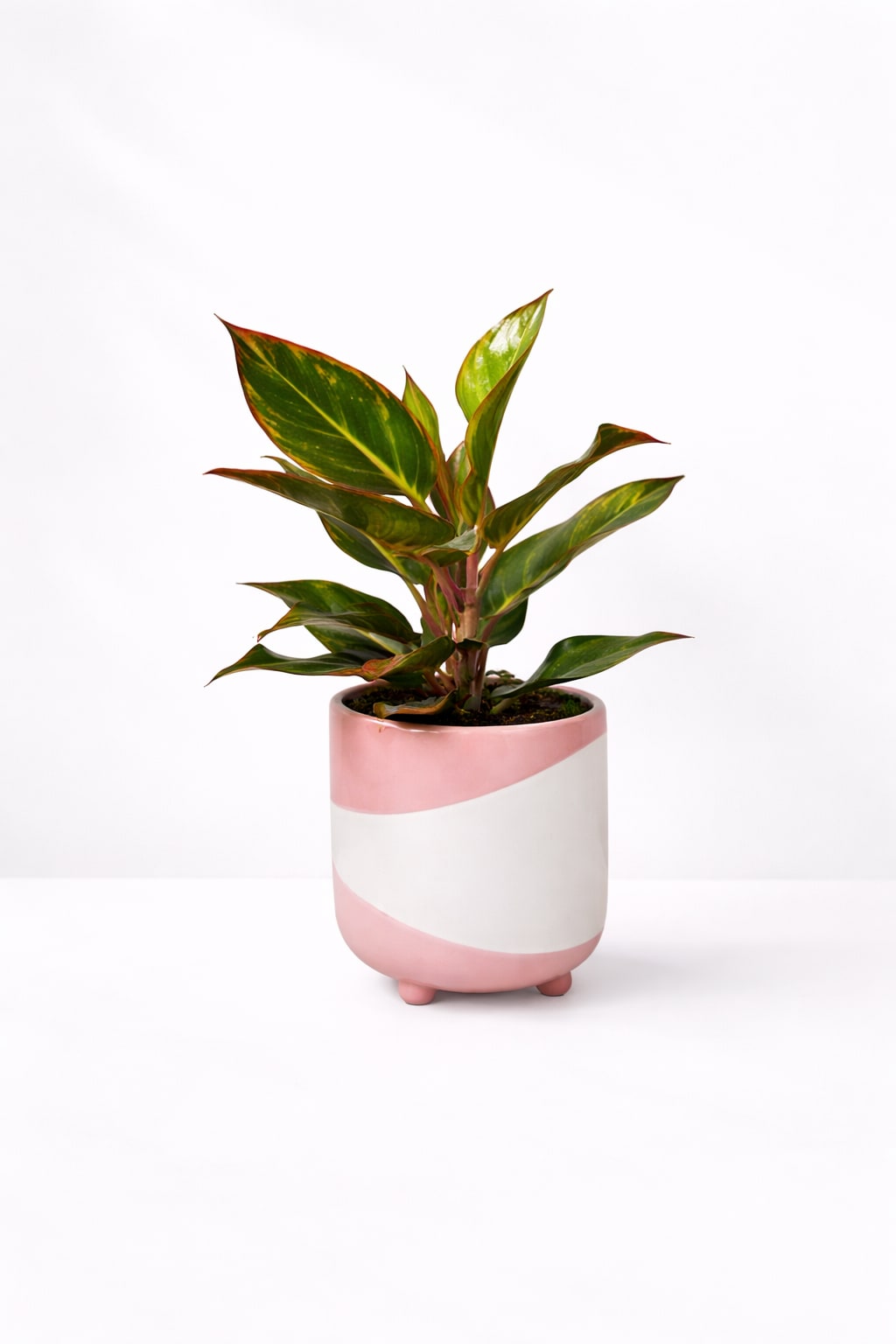 Rolling Hills - Urban Botany - Get ready to elevate your space with Rolling Hills - the ultimate modern pots with assorted greenery. In a gorgeous pastel palette of pink, green, and blue, these planters are not just beautiful but also functional at 4" x 4" x 16" (height includes plant). Add some life to your home now!