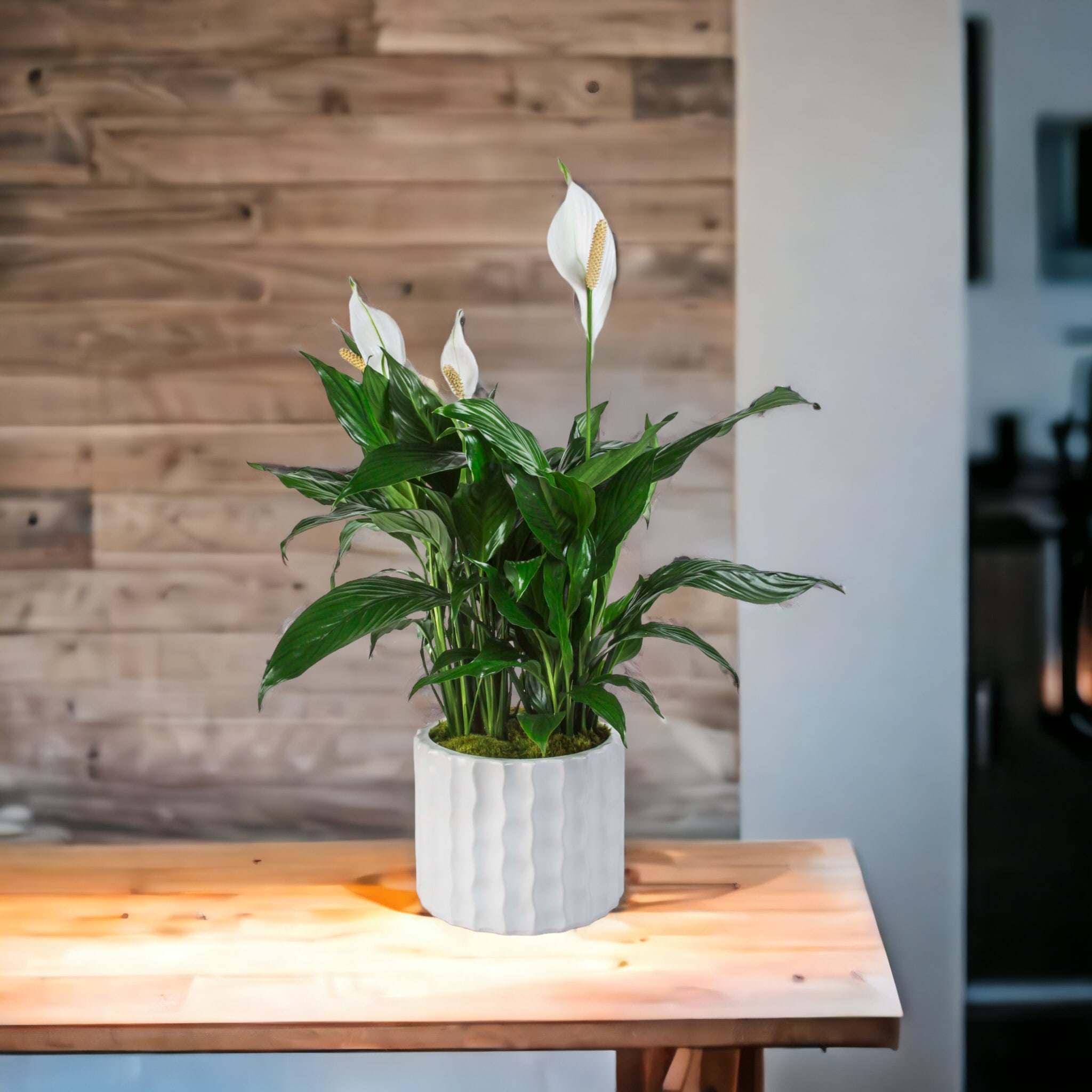 Spathiphyllum Plant by BloomNation™ - A tall reaching spathiphyllum plant, also known as a peace lily, set in a basket planter. Peace Lily's are easy to grow and are known for their air toxin removing properties. Send the gift of greenery! 