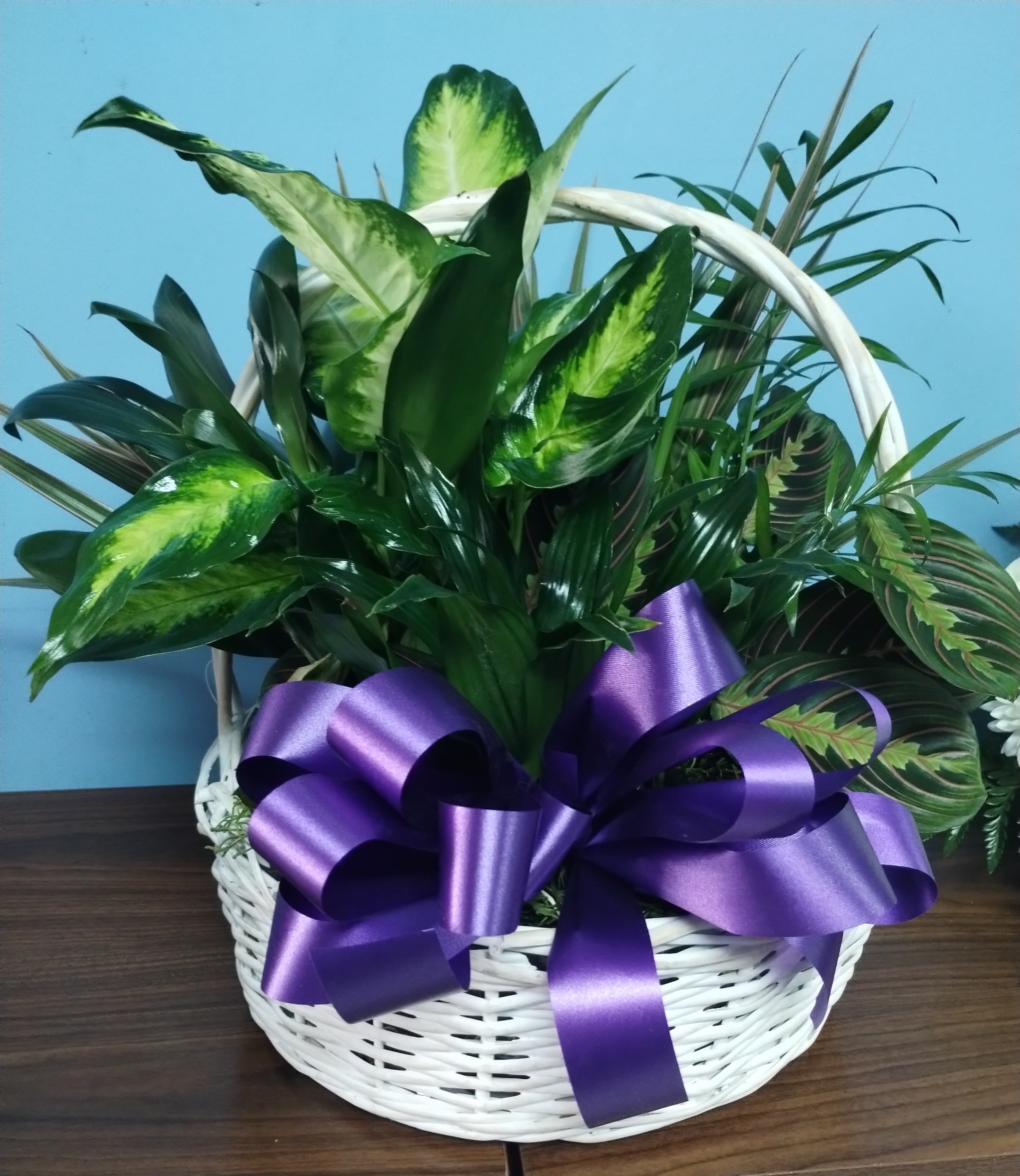 Country Dish Garden - An assortment of plants-green shiney foliage in a brown or white  wicker basket. You can request what color bow in special instructions section.