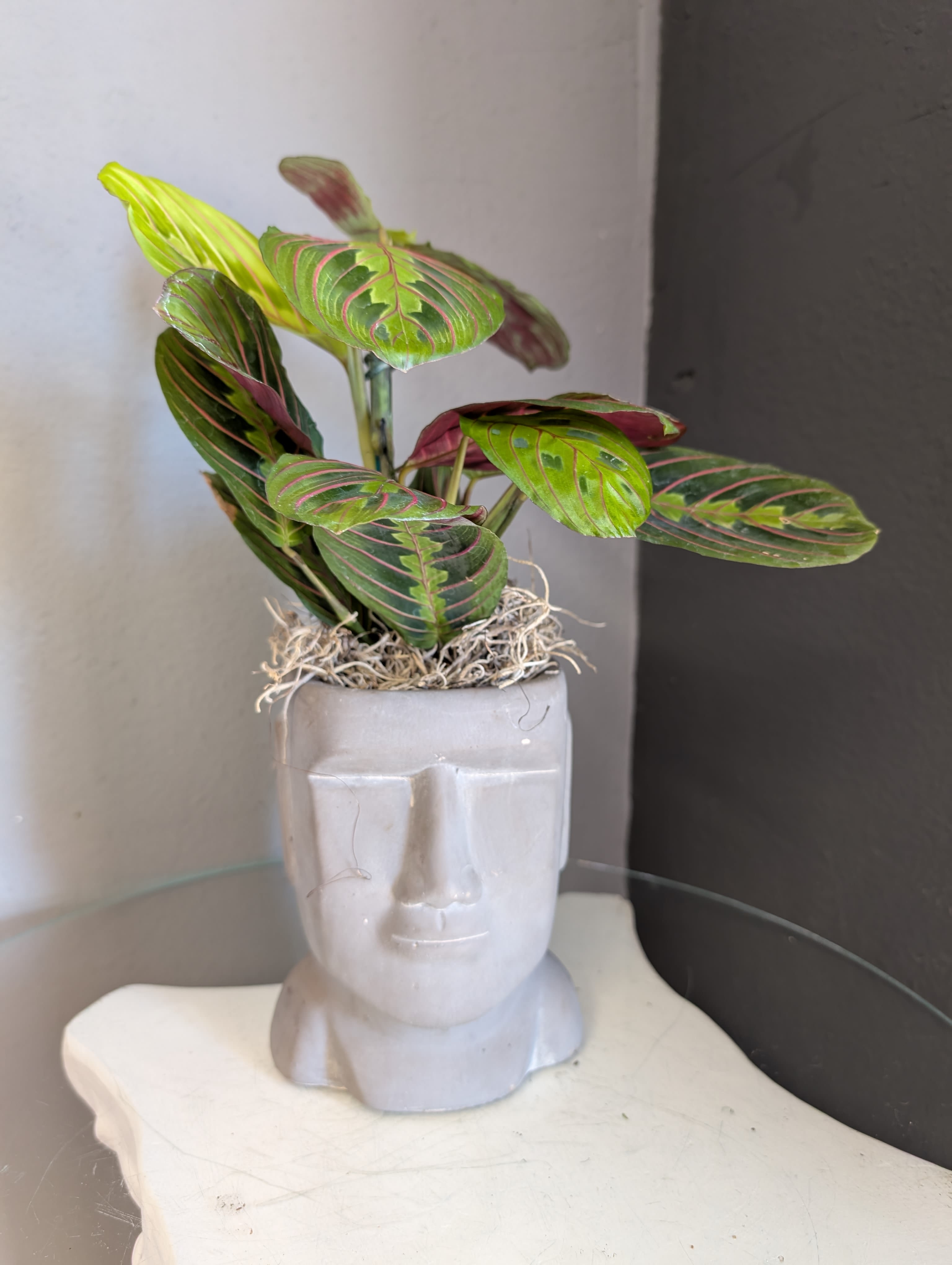 Mr. Smith - Beautiful minds grow beautiful things. This maranta plant is growing from Mr. Smiths beautiful mind. 