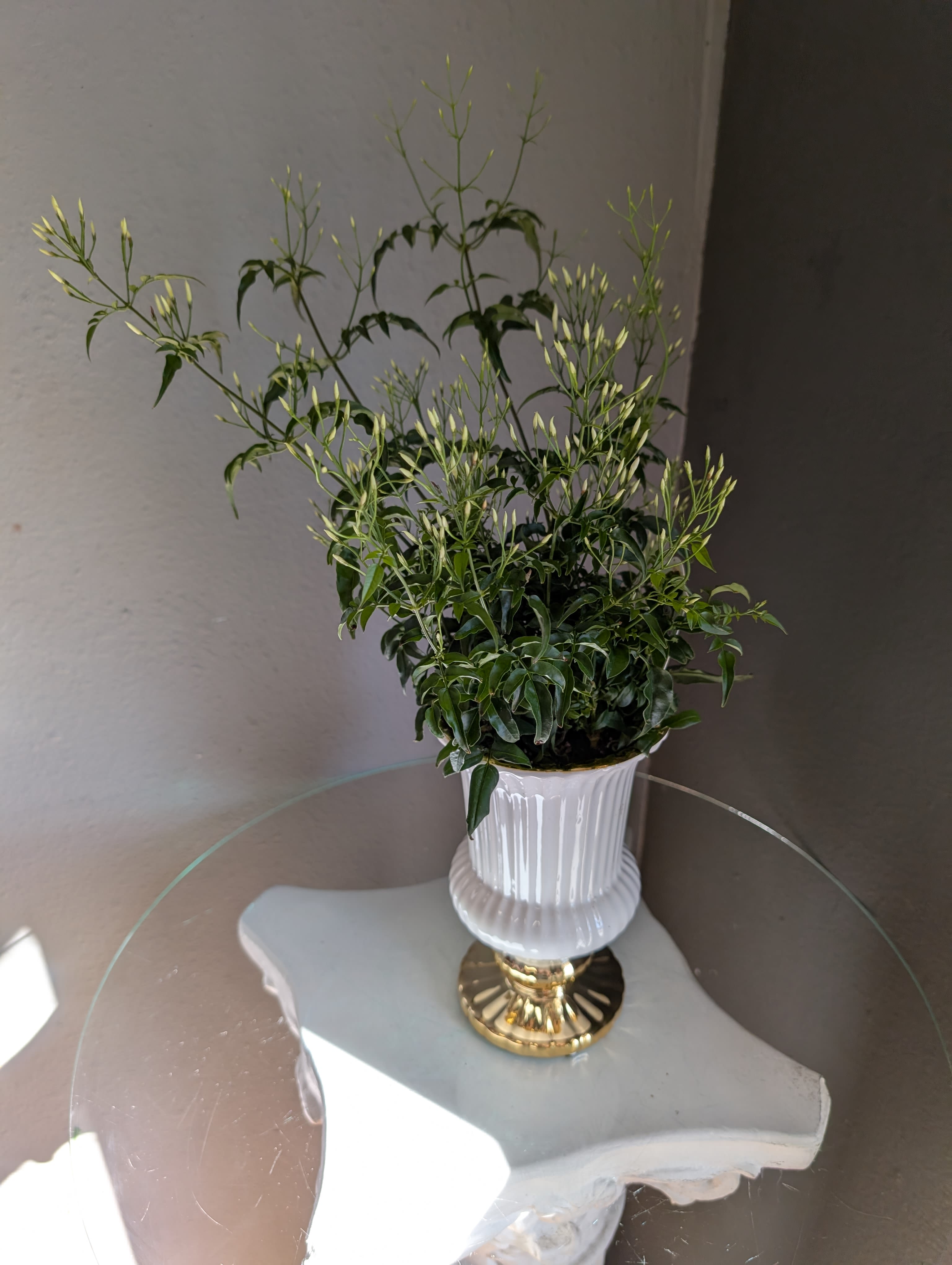 Elegant Jasmine blooming plant.  - This beautiful blooming jasmine plant is in a decorative ceramic container that is gold and white pedestal shape. This plant is safe for dogs and cats if consumed in small amounts. This plant is perfect for the home indoor with full sunlight to light shade Jasmine plants are very fragrant and are great for Vine or trellises as it grows. Perfect for every day occasions and Valentine's 