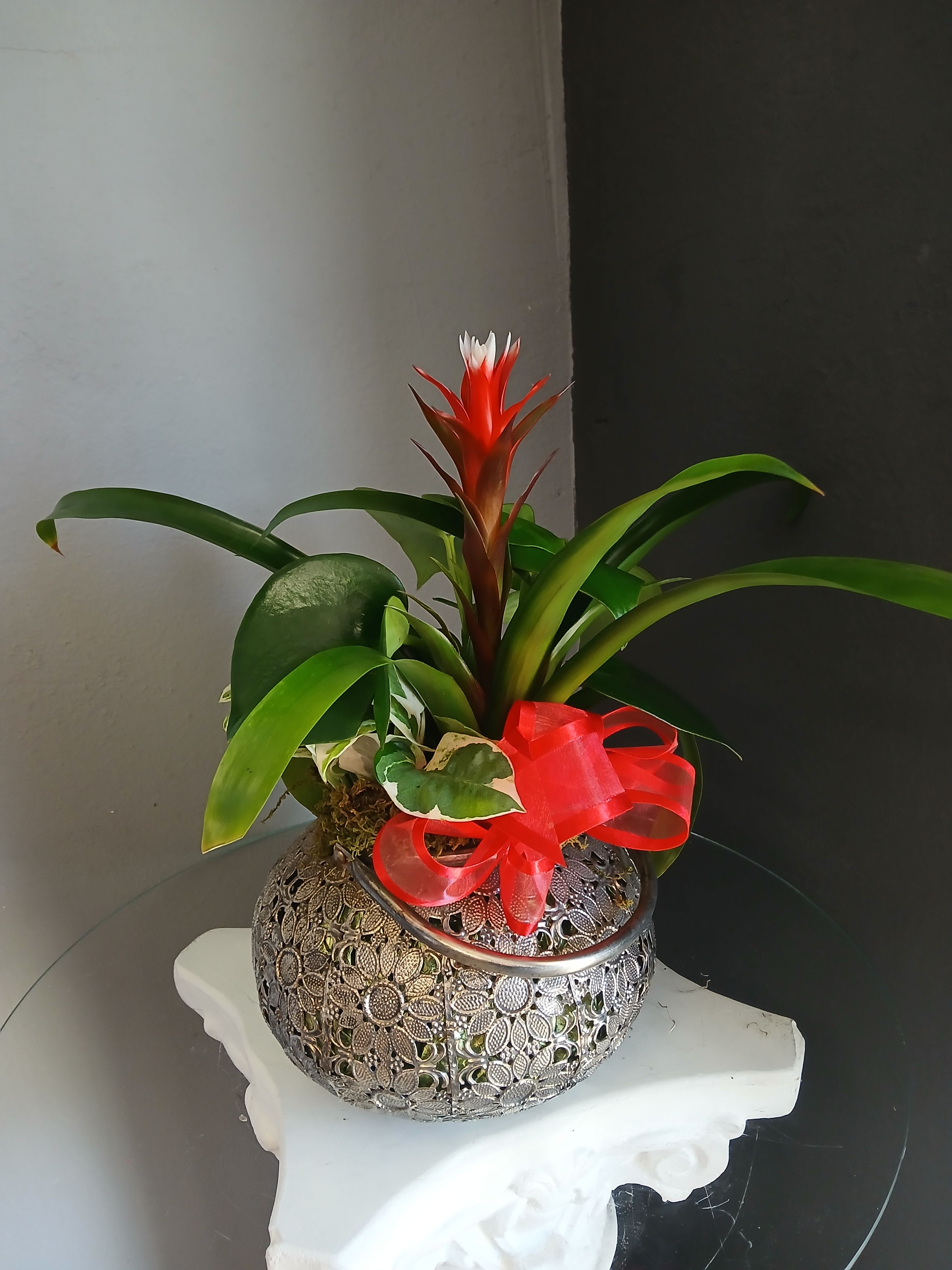 Flower lantern plant mix  - Potted in a beautiful lantern, a red bromeliad, variegated pathos and pepperomia pair wonderfully for a simple houseplant mix. Not pet friendly