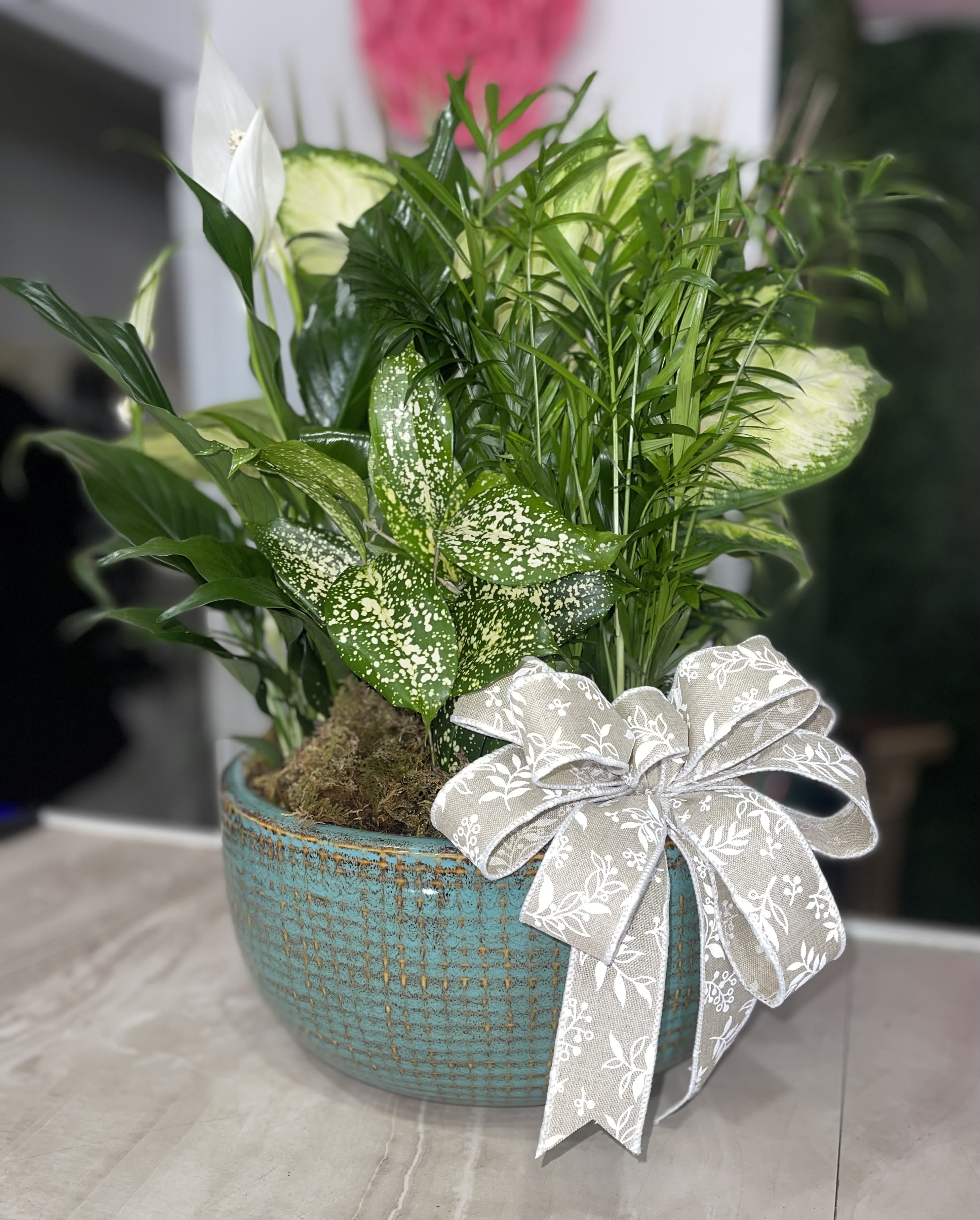 Classic Dish Gardens - Who says you need to go outside to enjoy the natural beauty of a green landscape? Our classic dish garden is hand-designed with a lush variety of fresh plants to spruce up any indoor space. Set in a charming Ceramic or Metal container (Depends on availability) with a ribbon, it’s a thoughtful gift for birthdays, housewarmings, funeral services or any occasion you want to send a smile.  (In delivery notes at checkout please let us know what color bow you would like for us to add on the plant.) This dish garden is hand-crafted with the freshest green plants available  Planter may vary due to regional availability(If you'd like a specific planter type please call to check before placing your order)  Large measures approximately 14"D Medium measures approximately 12"D Small measures approximately 10"D