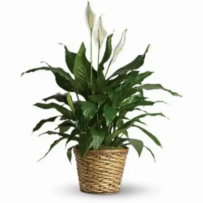 8" Peace Lily - A great and hardy plant in an 8 inch diameter basket. Set it on the floor or a plant stand. It blooms several times throughout the year and requires little more than water and some light. Plant typically stands between 28 and 36 inches tall.