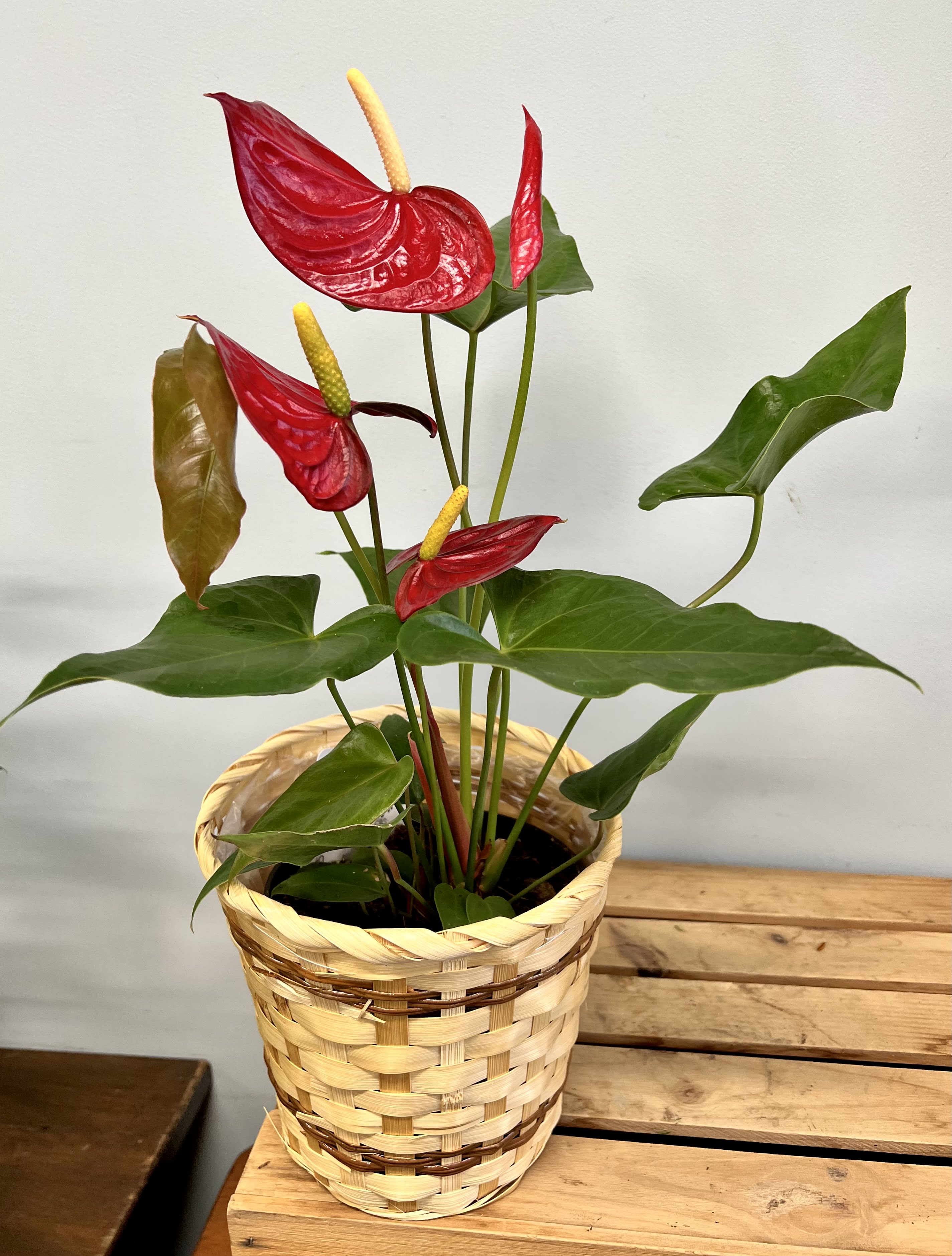 Red Anthurium in a basket - Anthuriums like a well-lighted place, but not direct sunlight. They love warmth but not hot. They prefer humidity. Water once a week. Remove withered leaves for new growth.