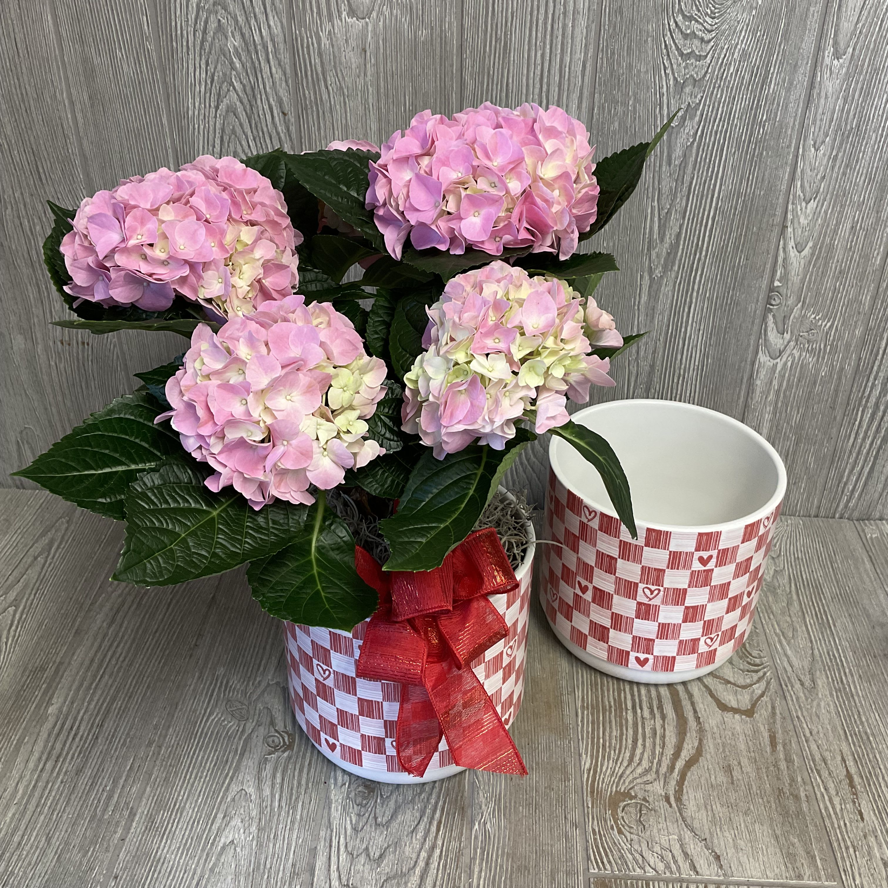 Blooming Hydrangea  - Beautiful blooming pink hydrangea potted plant in a decorative ceramic Valentine’s container. Hydrangea bloom size may vary. 