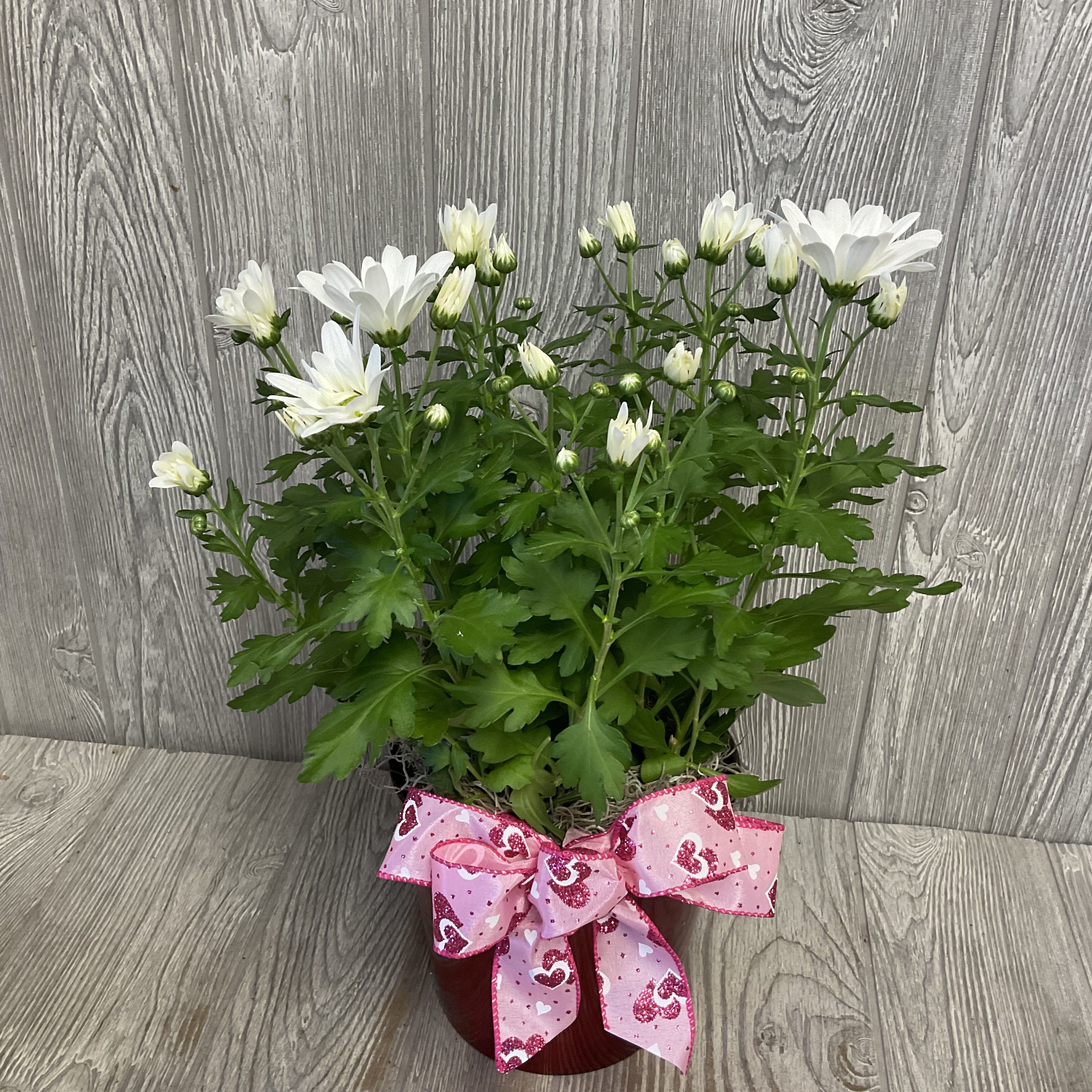 Valentine’s Day Daisy Mums in Red Decorative Container - Valentine’s Day Daisy mums in red decorative container with bow. Daisy mums colors may vary.