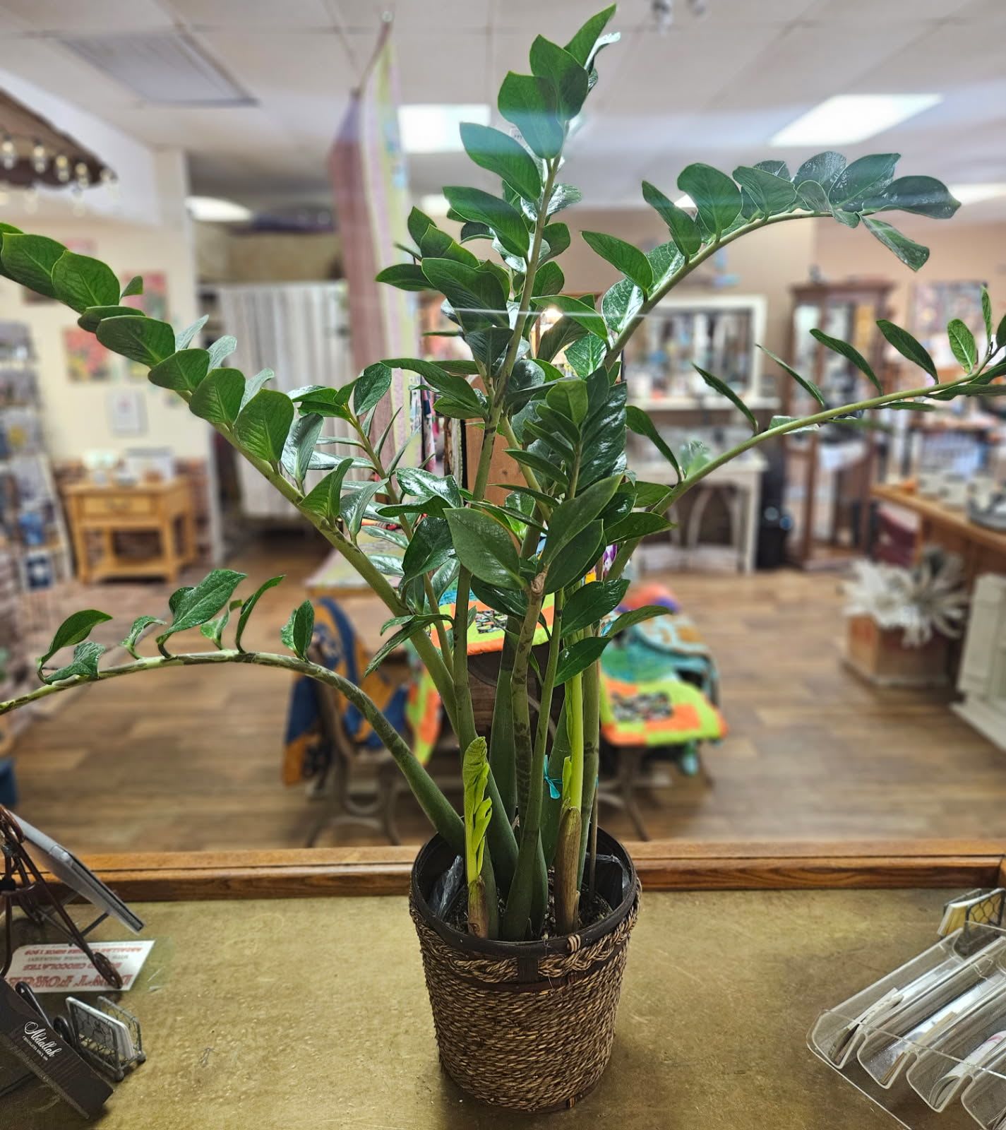 Zamiifolia Plant (8" Pot) - 8 inch zamiifolia plant in wicker basket 