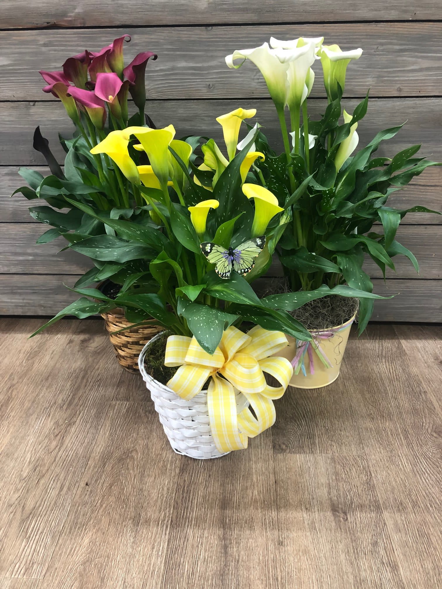 Mini Calla Lily Plant - A 6'' potted mini calla lily plant.  Colors WILL vary depending on availability, please call to check which colors are available  or we'll just pick the prettiest one for you! 