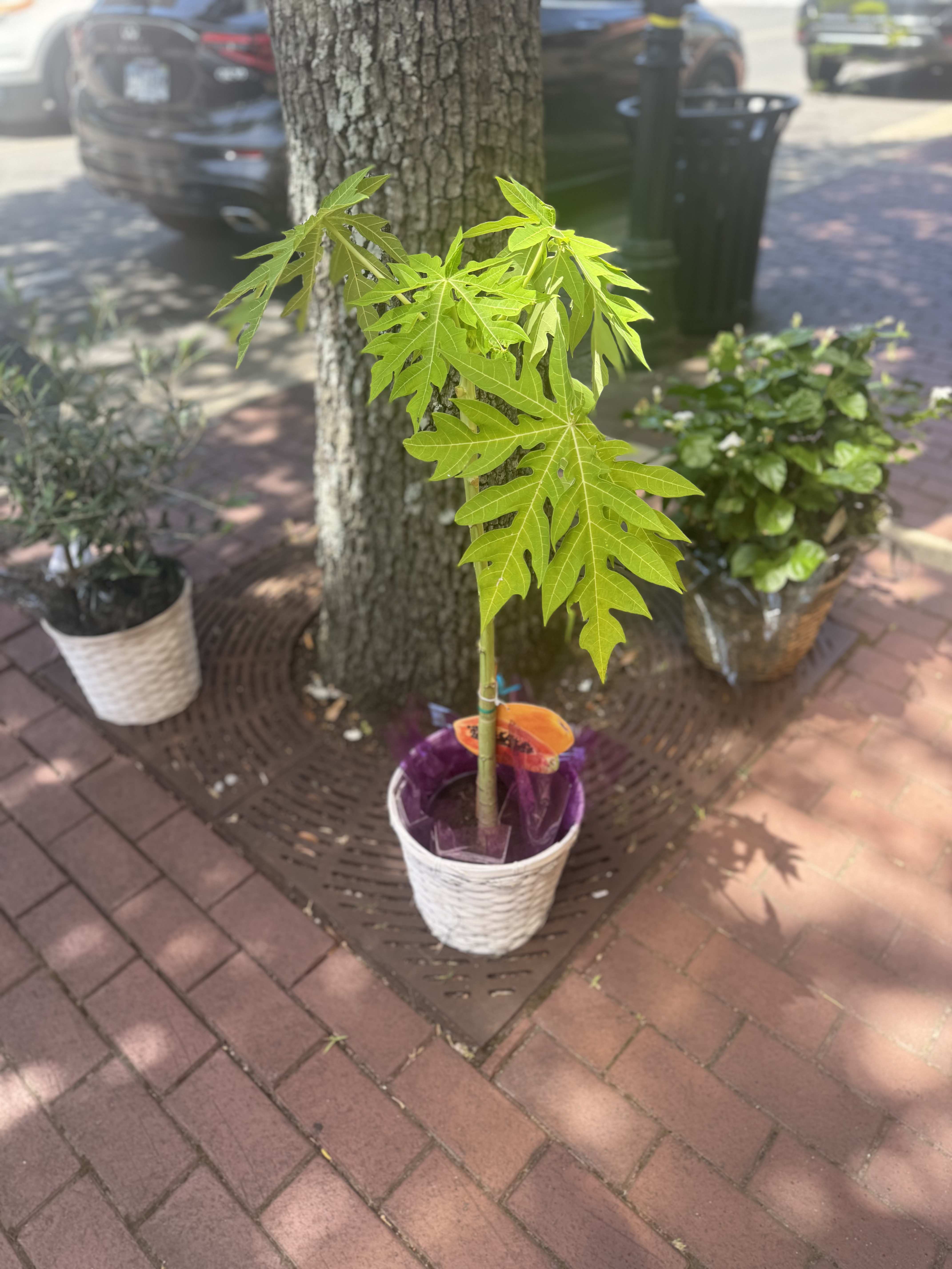 Papaya Plant- 8 Inch Pot - Papaya plants are fast-growing, tropical fruit plants known for their lush foliage and sweet, nutrient-rich fruit. Easy to grow in warm climates, they're perfect for home gardens, greenhouses, and small farms.