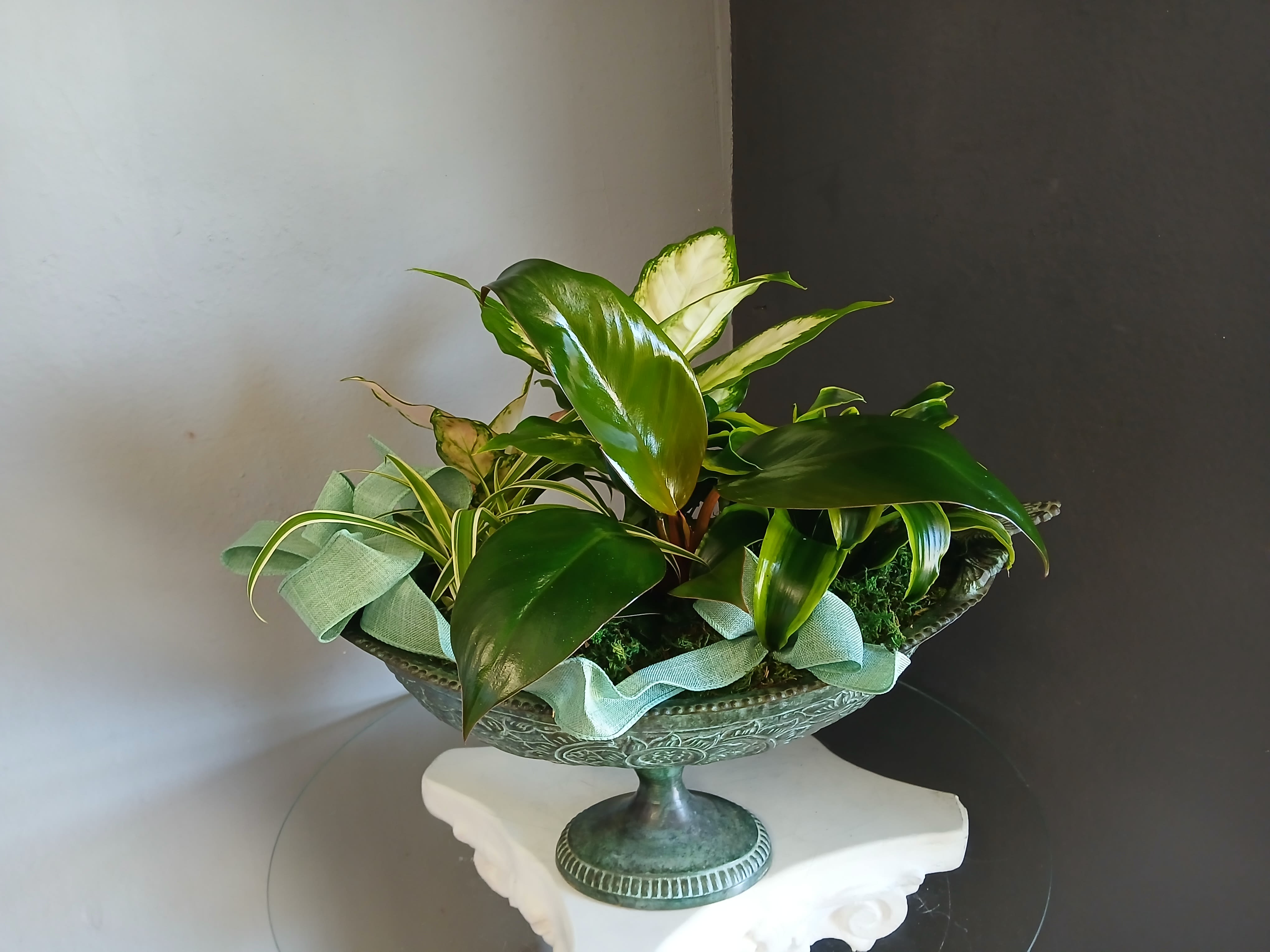 Bird bath plant mix - Beautiful mix of green houseplants potted in a decorative bird bath. Perfect as a gift or treat to yourself.