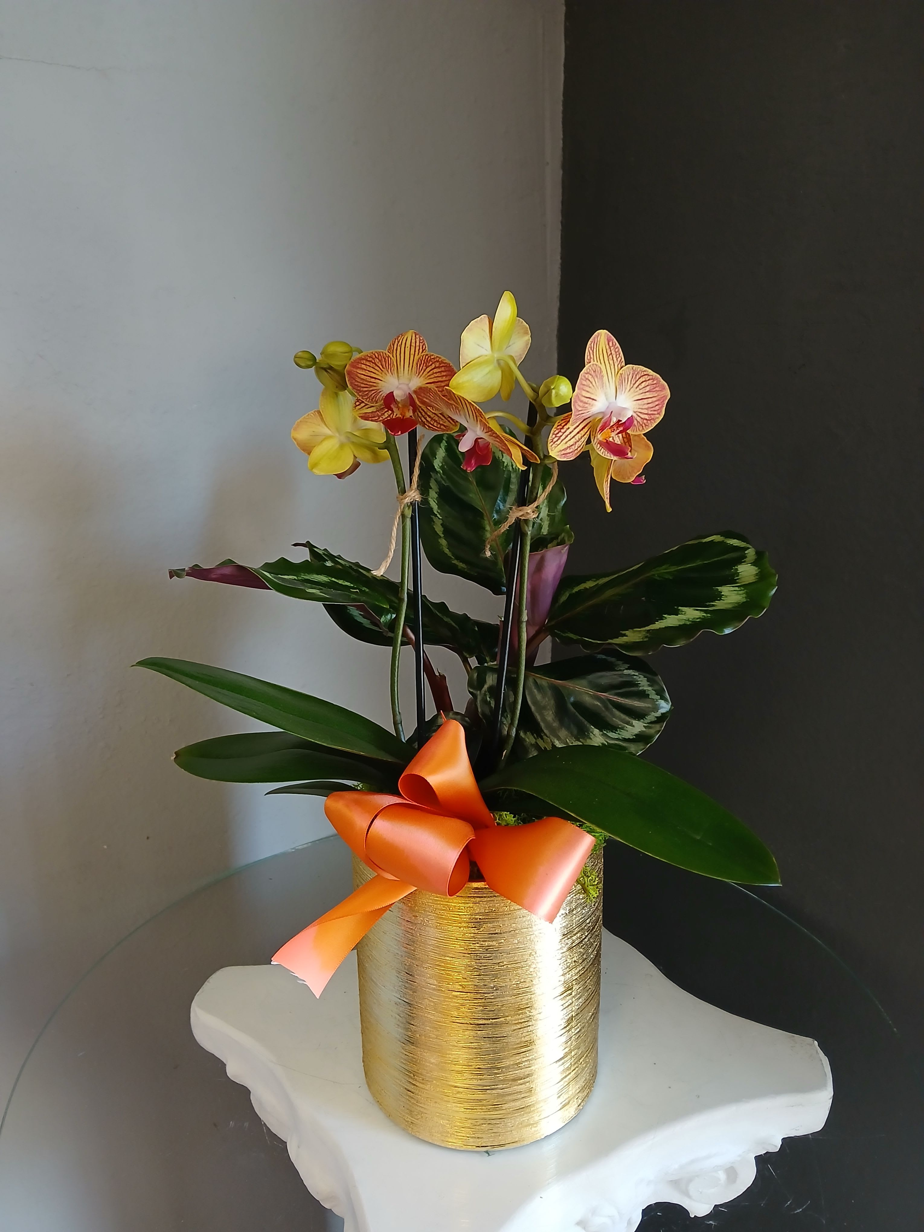 Apricot mini orchid + calathea (gold vase) - A lovely pair of mini apricot moth orchids with a calathea plant. Potted in a decorative shimmer gold vase. Pet friendly