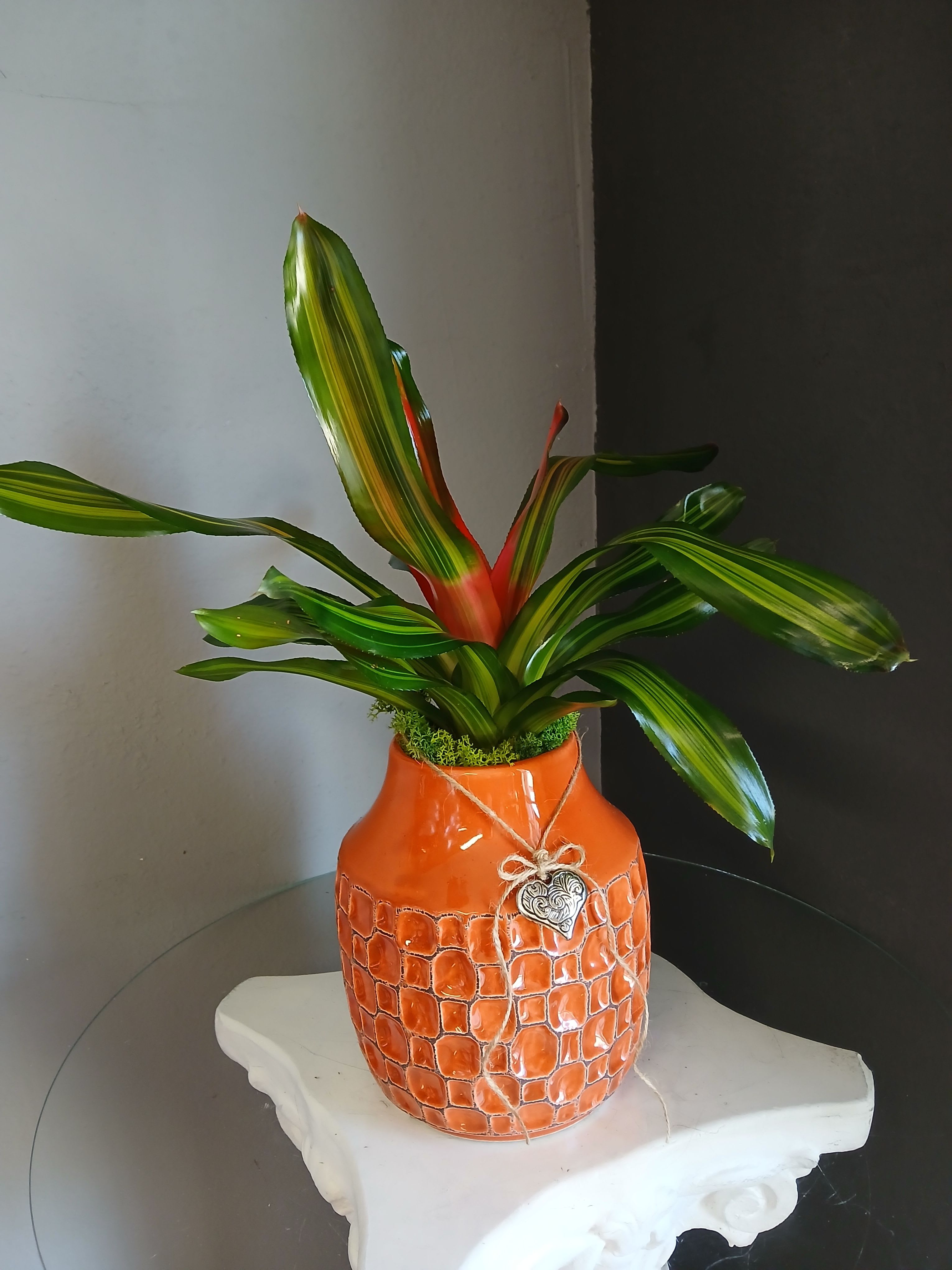 Blushing bromeliad (orange pot) - A striking neoregelia bromeliad in a decorative orange ceramic pot. Pet friendly.