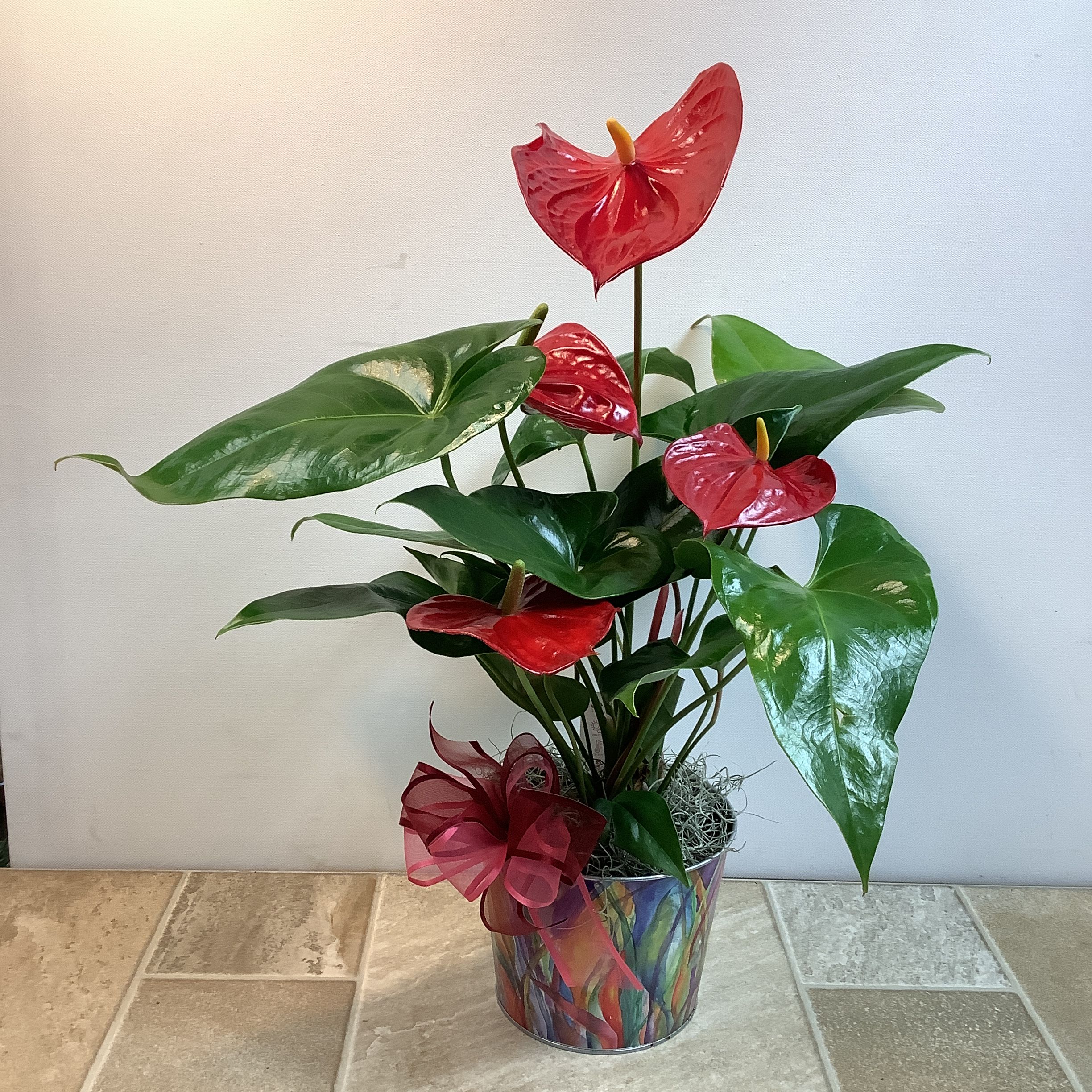 Red Anthurium - The red anthurium plant is a popular tropical houseplant known for its striking, heart-shaped, waxy red spathes (modified leaves) and dark green foliage. It can bloom year-round in most indoor environments. We’ve placed it in a modern colorful tin with a lovely pink and red sheer bow making it a special gift. 