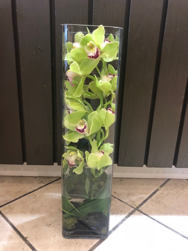 Cymbidium Orchid Cylinder  - This exotic design features a long lasting cymbidium orchid stem with river rocks and an aspidistra leaf.  Orchids can come in various colors, so please let us know a first choice and second choice favorite color:)