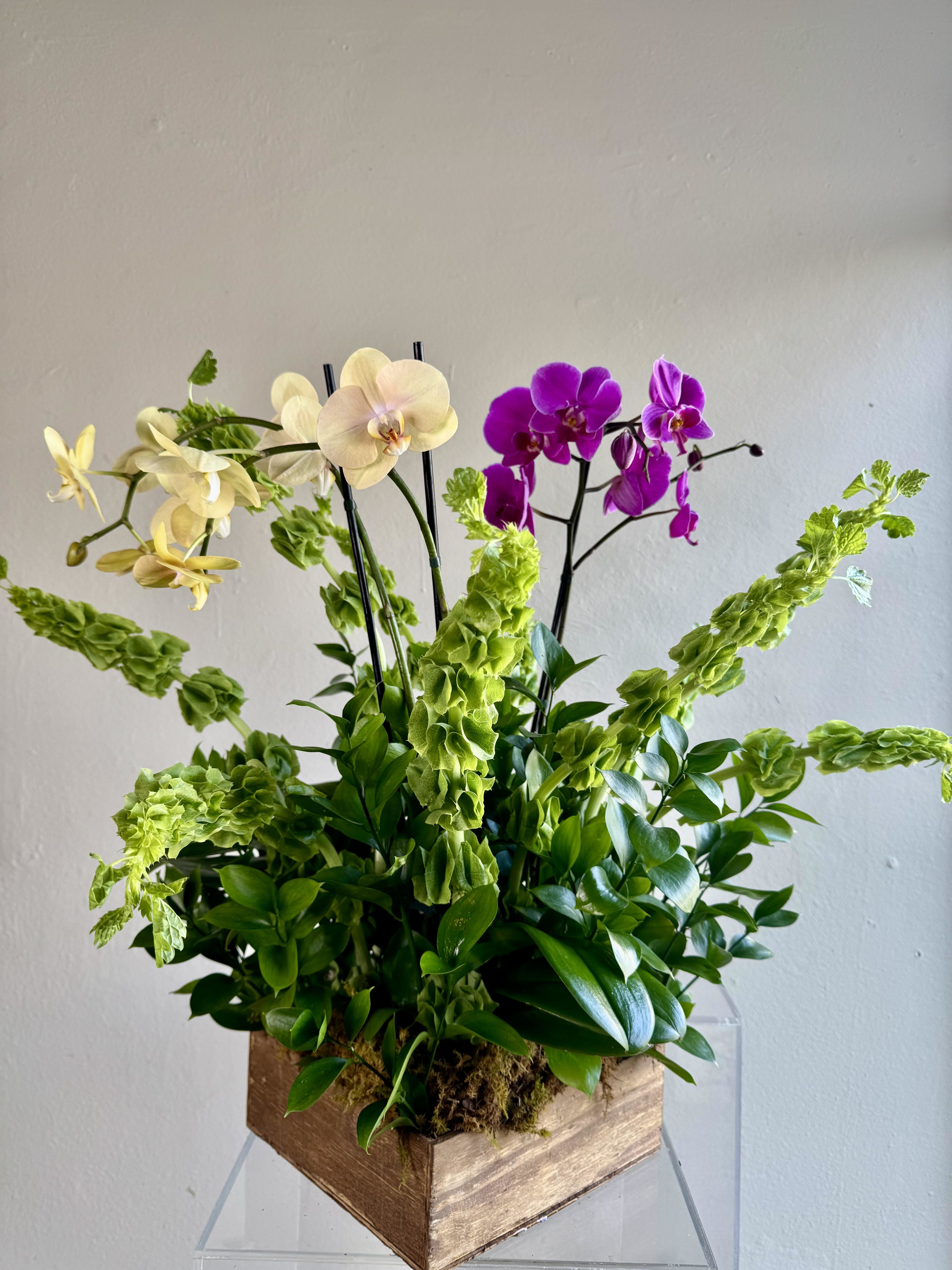 Phalenopsis Orchids - 3 plants - Beautiful planter with 3 Phalenopsis orchids in the colors available at the moment with additional Greens and foliage. 