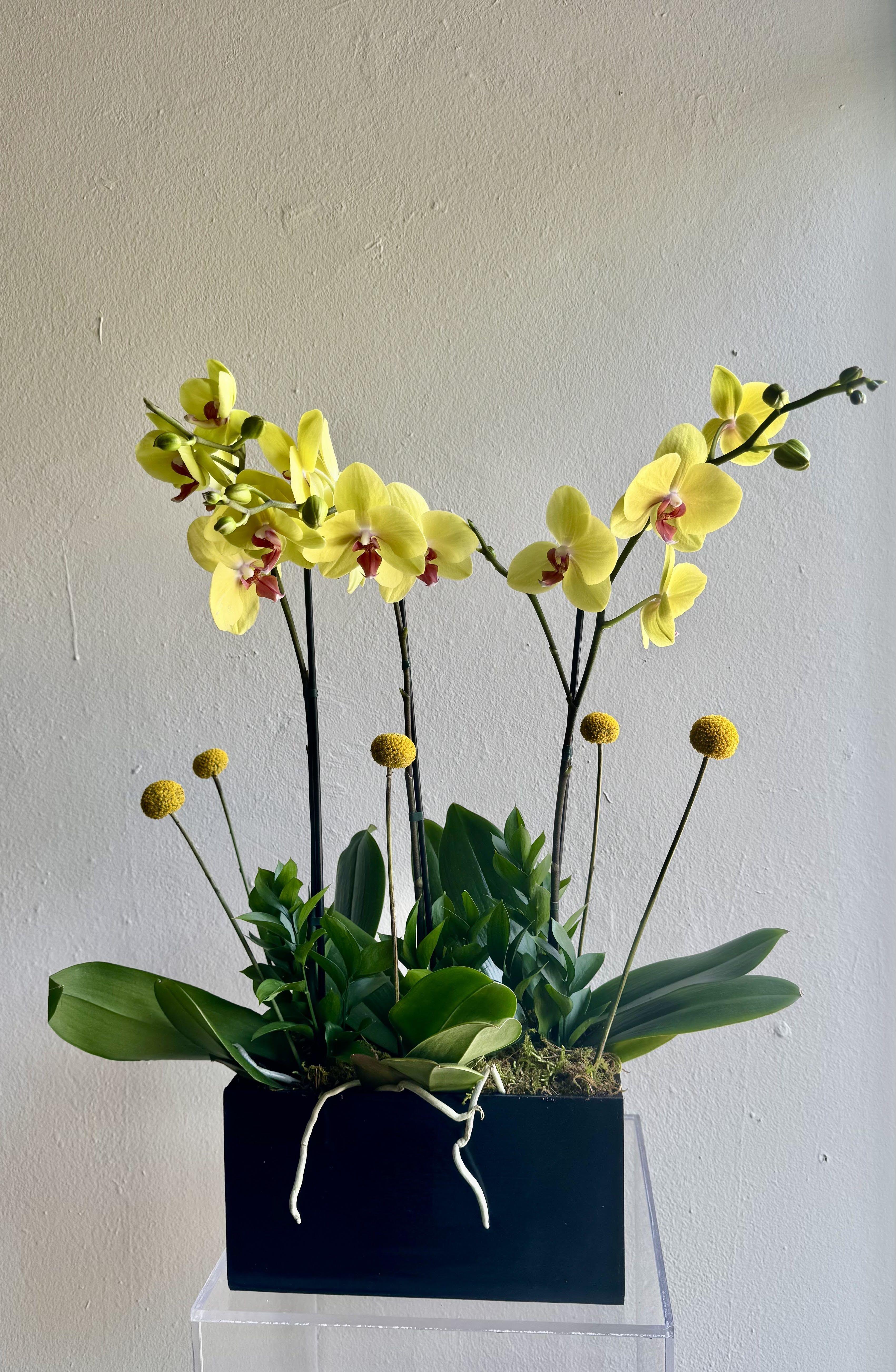 Phalenopsis Orchids - The best Orchids to gift or to have at Home! Colors upon avaiability  Standard includes two Phalenopsis Orchids in a wooden container with an arrangement with a mix of greenery. Deluxe includes 3 Phalenopsis Orchids in a wooden container with an arrangement of a mix of greenery. Premium includes 4 Phalenopsis Orchids in a wooden container with an arrangement with a mix of greenery.  Premium shown in the photo  