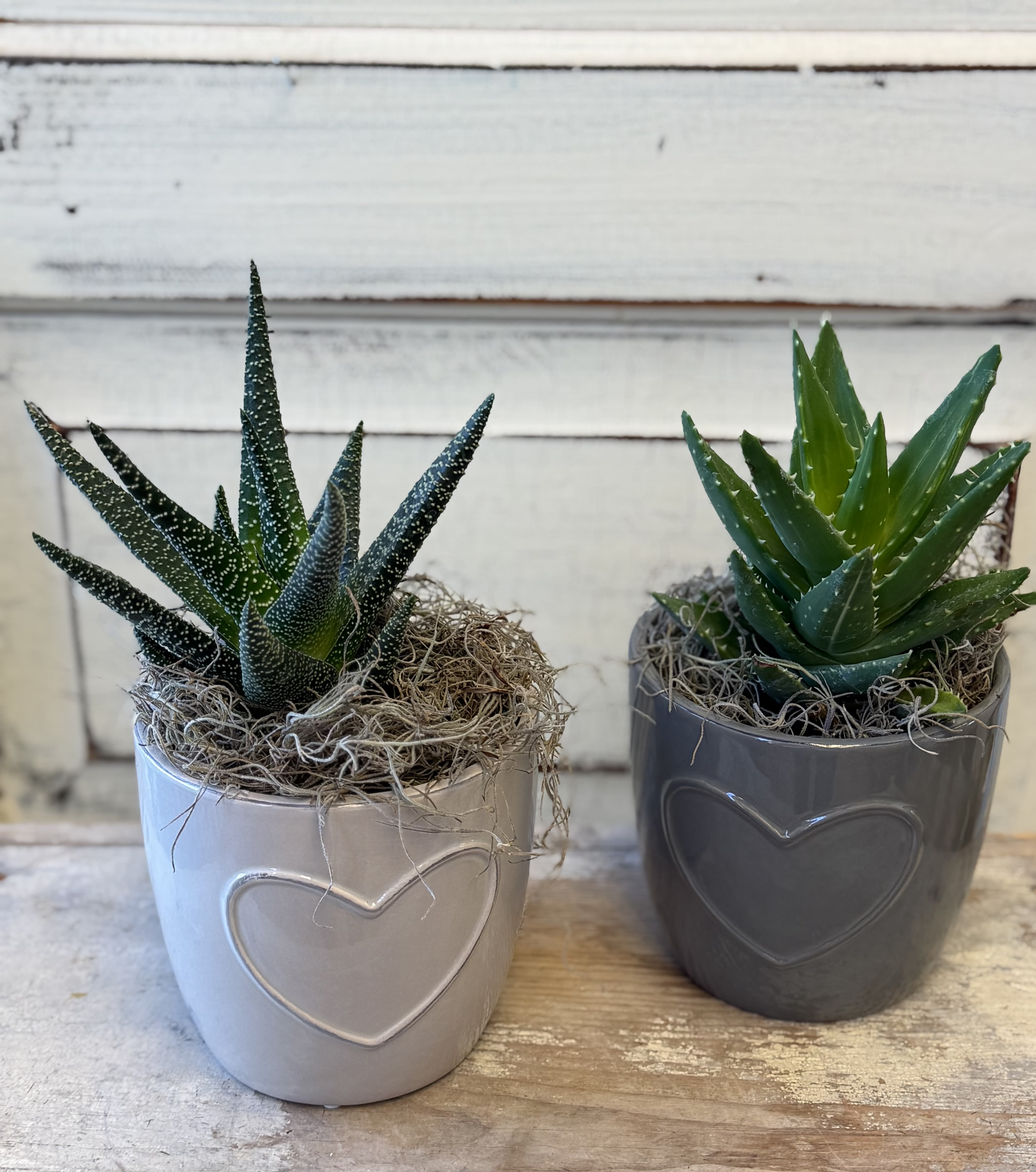 Succulent Plant - Easy to care for and full of personality, a succulent plant is a great gift. Note- pictured are two varieties in different colored 4" pots, standard size will be one of the two plants, deluxe will be both plants wrapped together for a duo. 