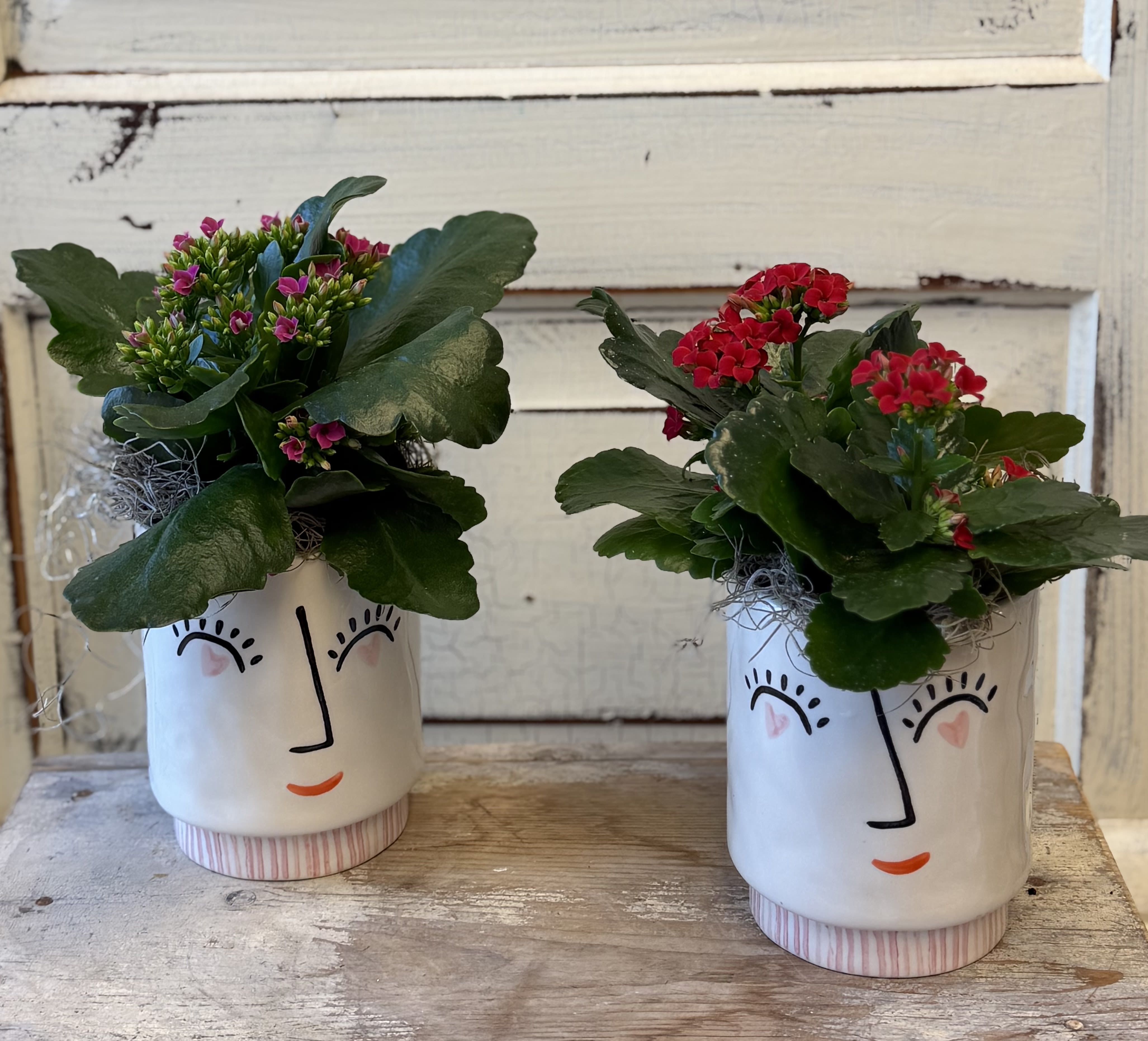 Blooming Hair - An adorable container holds a blooming easy care kalanchoe plant finished with moss. Plant will either be red or pink.