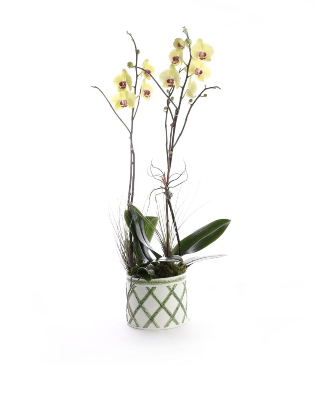 The Palm Court Orchid - A refined double-stem yellow phalaenopsis orchid artfully arranged in an antique green trellis ceramic vessel. Delicate butter-yellow blooms rise gracefully above glossy foliage, accented with natural moss and sculptural textural elements for a clean, architectural finish. The classic lattice design of the container adds a timeless garden elegance, making this orchid ideal for entryways, living spaces, offices, or as a sophisticated long-lasting gift. We only have one. 