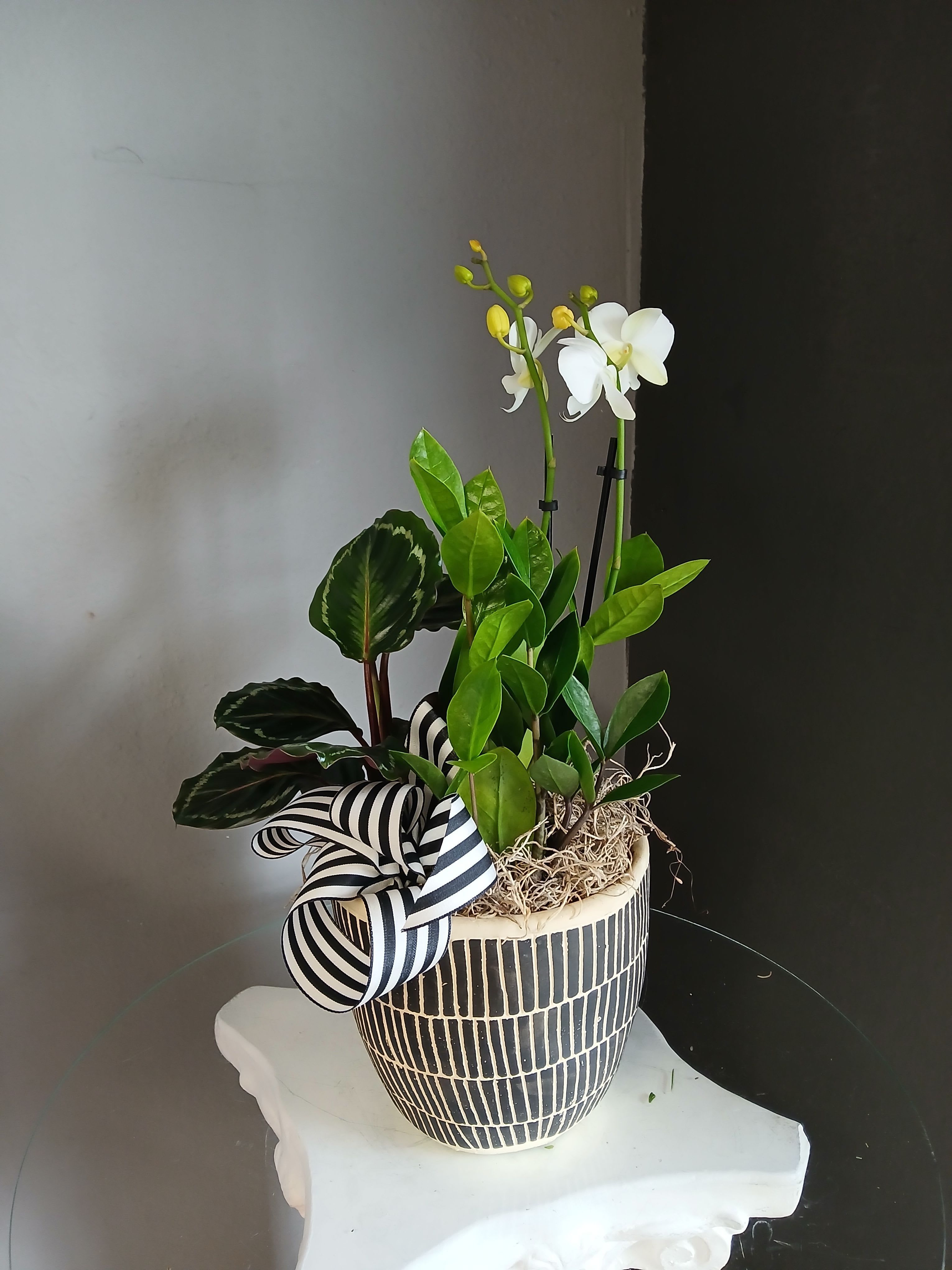 White mini orchid + calathea &amp; ZZ plant - Gorgeous trio of a blooming moth orchids paired with a striking calathea and a hearty ZZ plant. Overall not pet friendly.