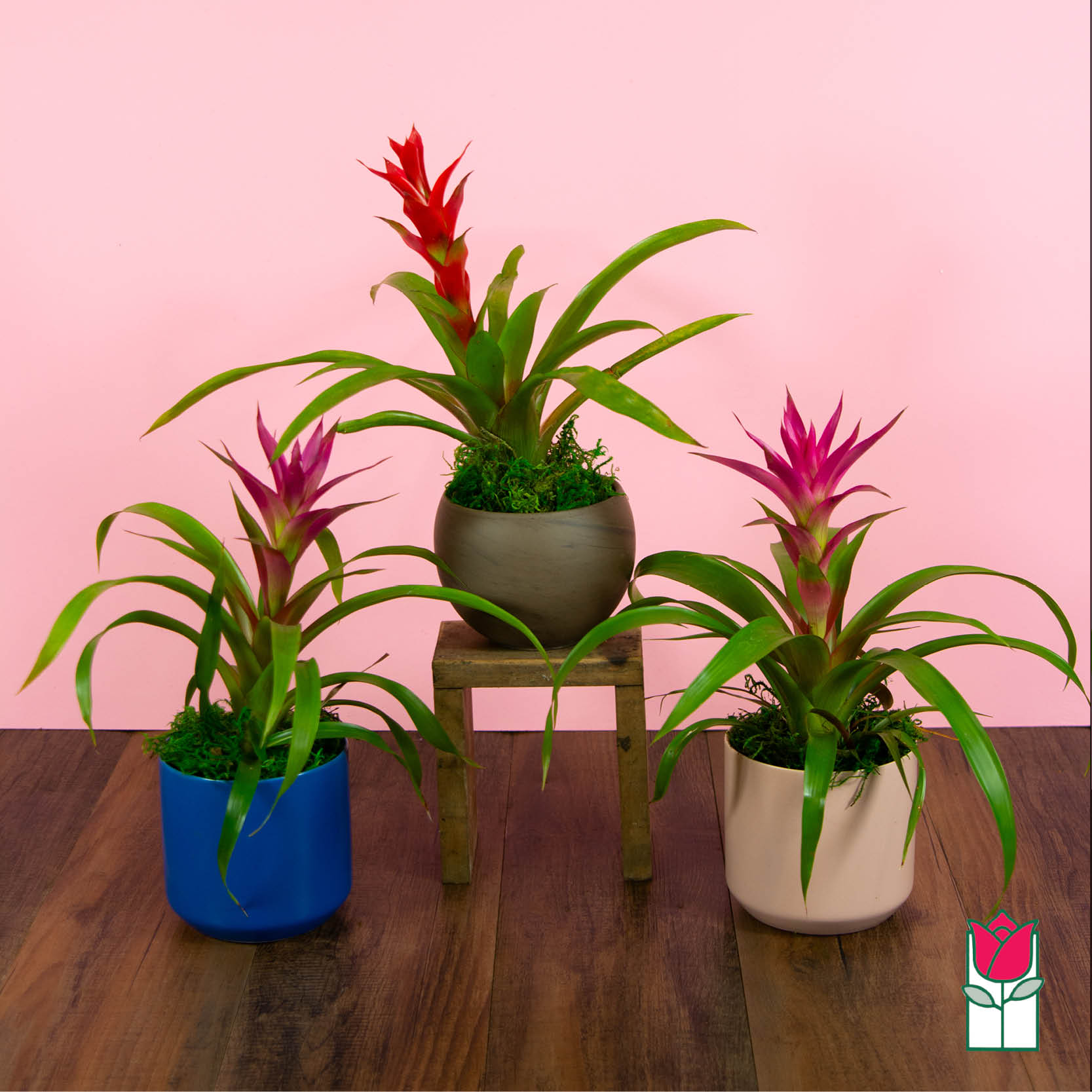 Beretania's Tabletop Bromeliad Plant (Seasonal Color Varies) (Pick Up Only) - Introducing the Beretania Florist Mini Bromeliad Plant – a delightful gift that brings the beauty of nature right to your doorstep. Our exquisite Mini Bromeliad Plant comes adorned in a charming ceramic pot, adding a touch of elegance to any space.  Experience the wonder of the changing seasons with a burst of colors that vary throughout the year. Each Mini Bromeliad Plant is thoughtfully curated by our skilled florists, who select the freshest and most vibrant hues available at the moment. This element of surprise adds to the joy of receiving or gifting this botanical treasure.  With its fire shaped blooms and glossy foliage, the Mini Bromeliad Plant is a symbol of love and lasting affection. Whether adorning your own sanctuary or sharing the gift of nature with someone special, the Beretania Florist Mini Bromeliad Plant is a true embodiment of natural beauty and artistic design.  Please note that the color of both the plant and the ceramic pot is expertly chosen by our florists based on seasonal availability, ensuring a unique and delightful unboxing experience every time. Embrace the unexpected and cherish the beauty that blooms anew with every season – order your Mini Bromeliad Plant today from Beretania Florist.