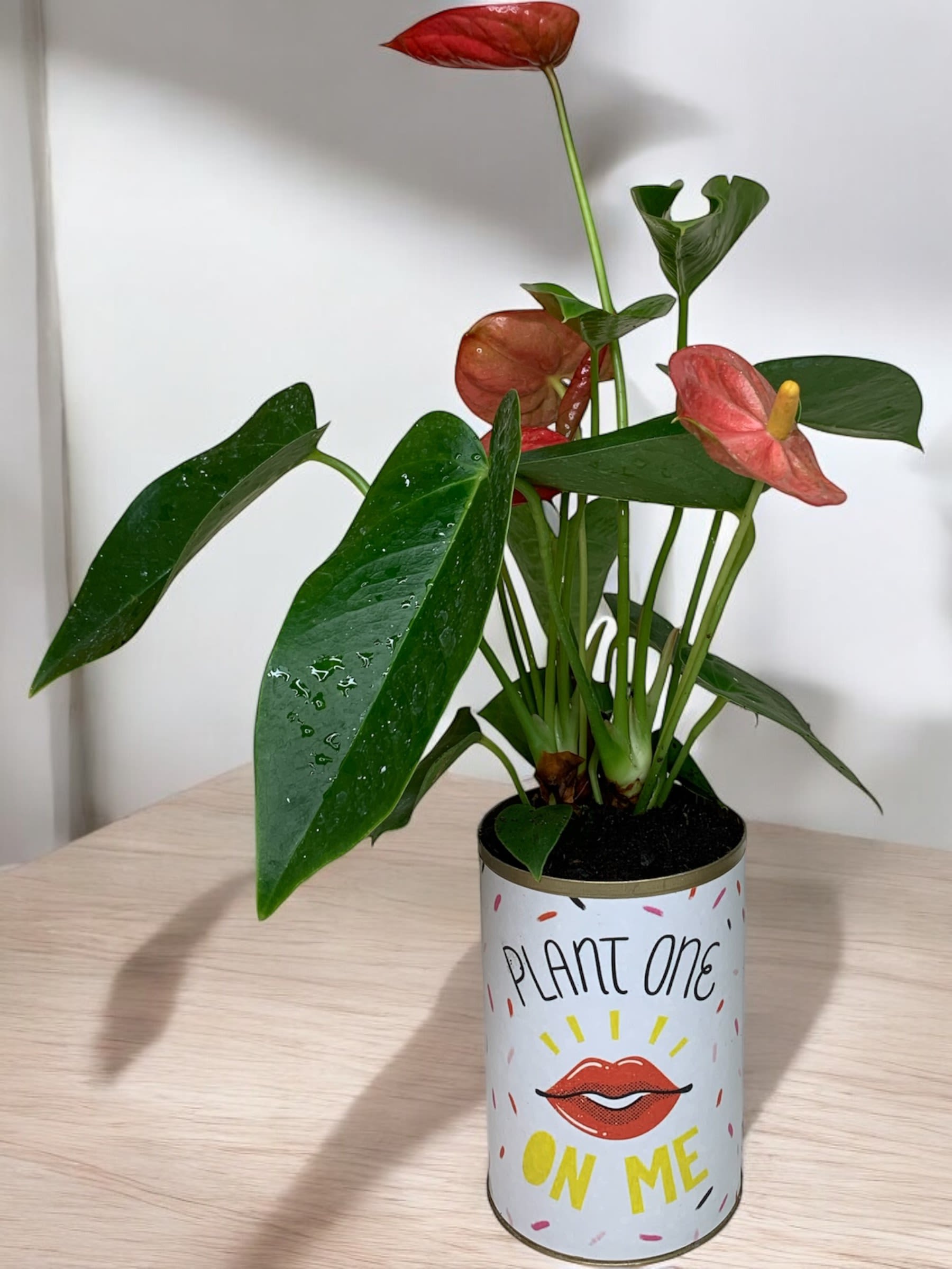Plant one on me - Adorable anthurium plant in a fun container! What a great way to send a wink!