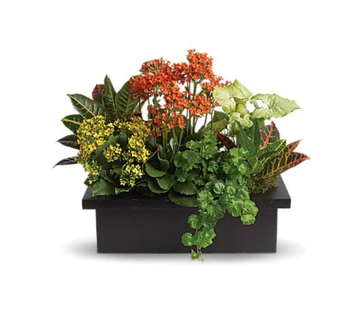 Stylish Plant Assortment - What a magical mix of flowering and green plants! This stylish plant assortment is simply stunning. The mix of colors and textures will make any room come alive! Goldfinger crotons, bright yellow and orange kalanchoes along with green nephthytis and ivy are delivered in a modern black container. Stylish beyond words! 
