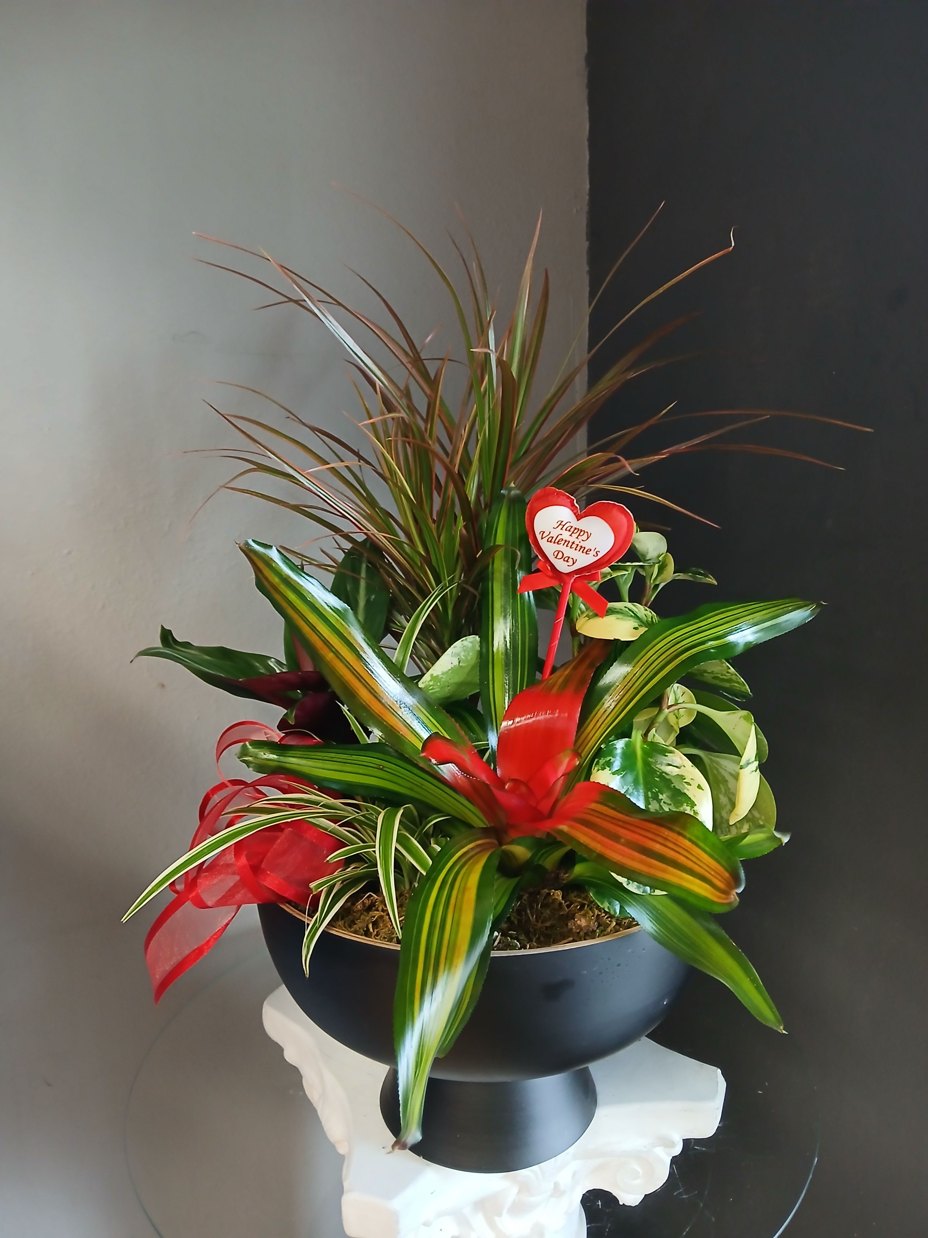 Valentine's Day plant mix - Striking red bromeliad, dracena, stromanthe and a beautiful marble peperomia. Overall not pet friendly.