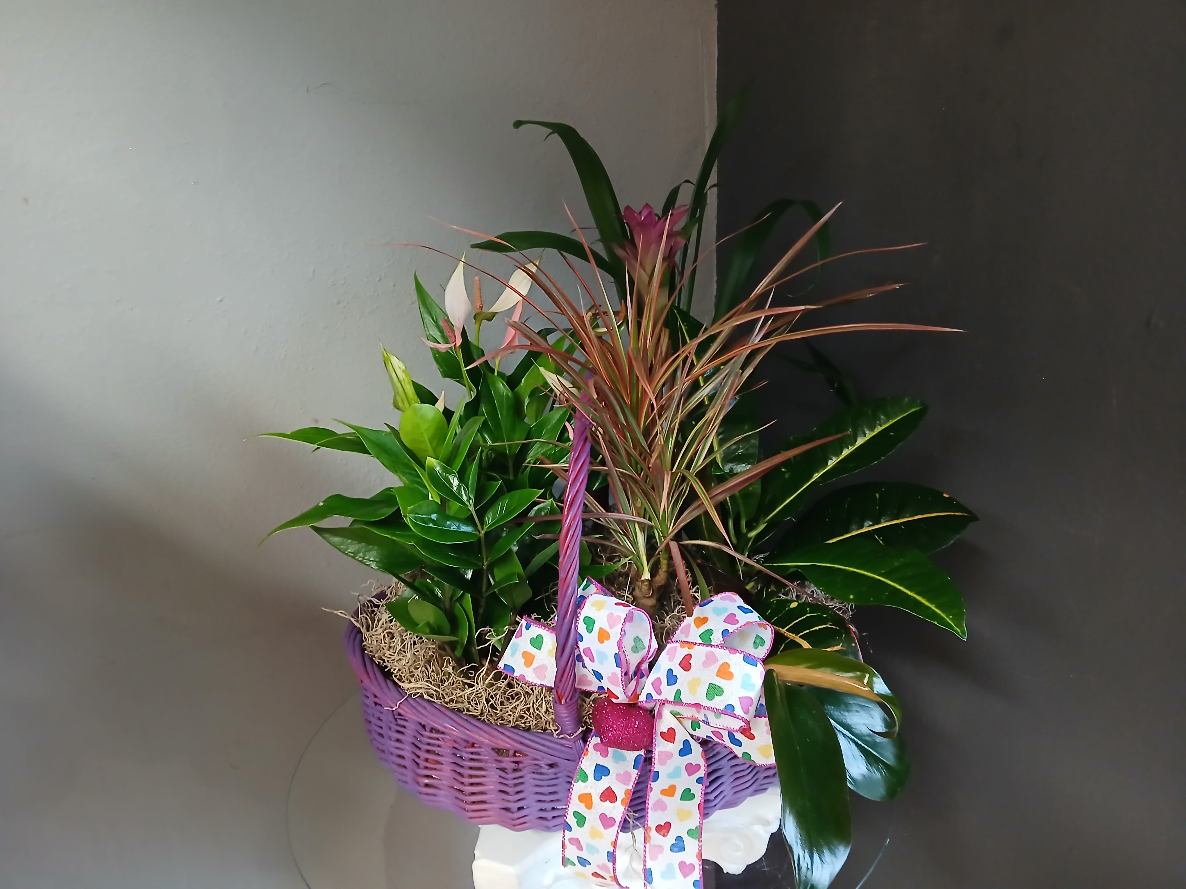 Purple basket plant mix (with heart print ribbon) - Sweet, lovely and plentiful..this basket is full of fresh green and blooming plants for you or someone in your life to enjoy this holiday season.