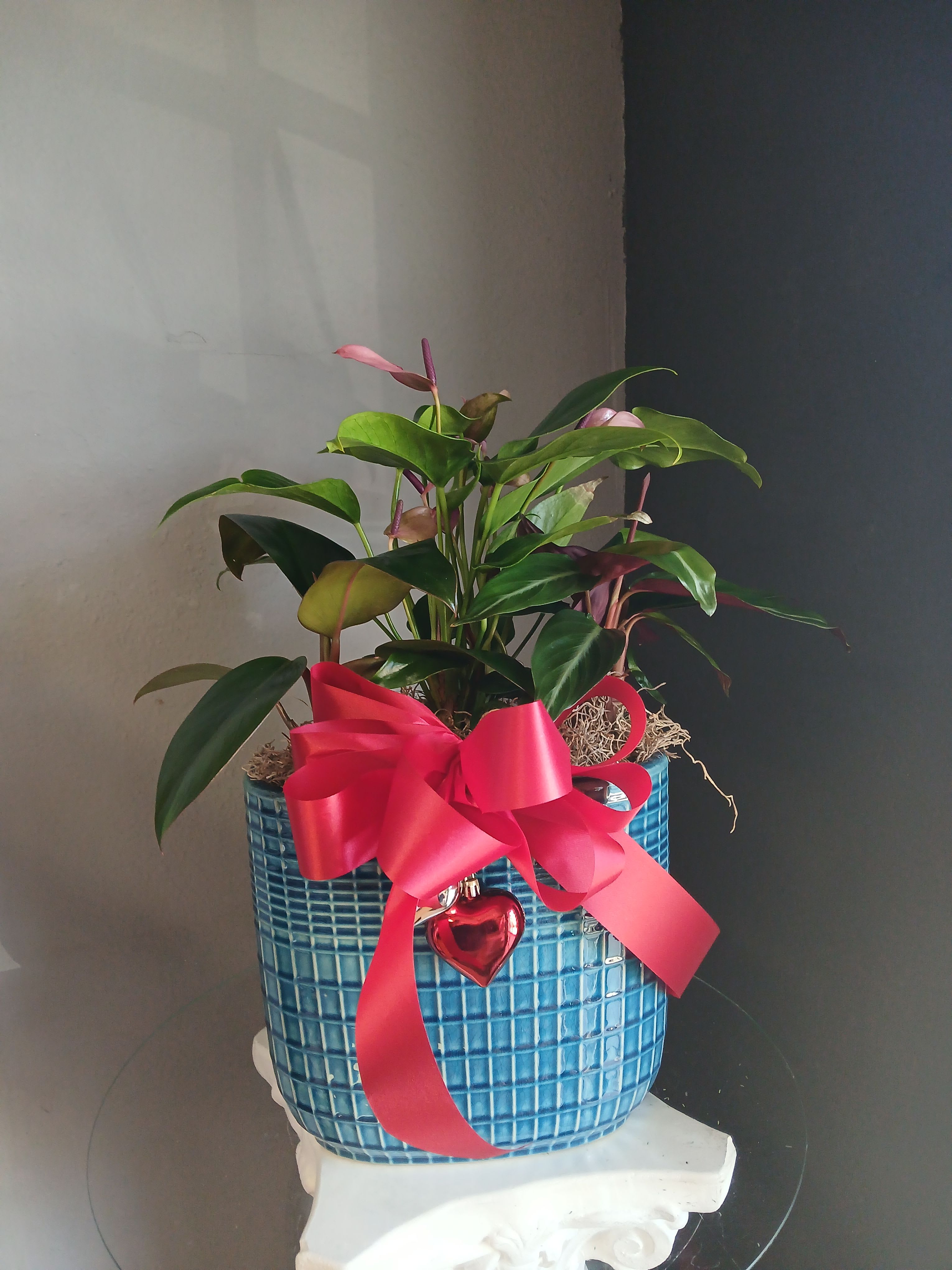 Deep Pink anthurium (decorative blue ceramic) - Beautifully potted anthurium with a stromanthe and calathea in a decorative blue ceramic dish topped of with a big red bow for that special occasion.