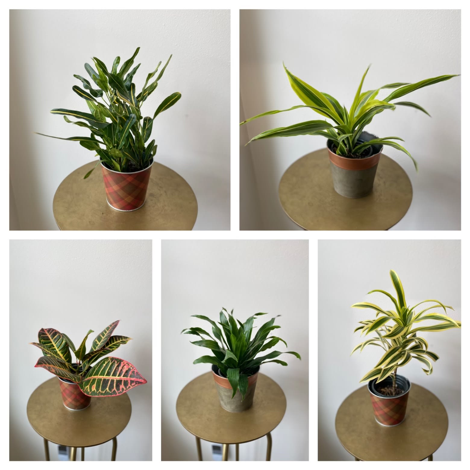 Small Green Plant in Seasonal Pot Cover - A 4" green plant, accented by a cheerful seasonal pot cover. A lovely little way to say "I'm thinking of you!"