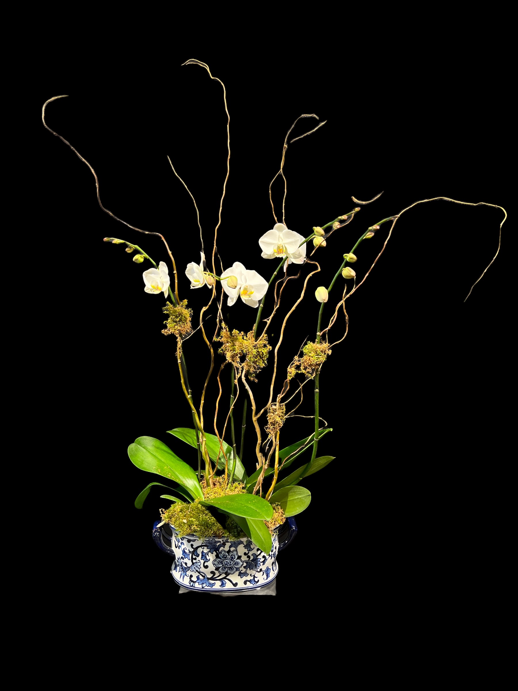 Double Double Orchids in Oval ceramic (colors of ceramic vary) - Two white orchid plants, both with double spikes, accented with willow and moss.  Place in a beautiful oval ceramic handled bowl. Colors of ceramic vary.  Approx 24-28" tall, 18" wide.   