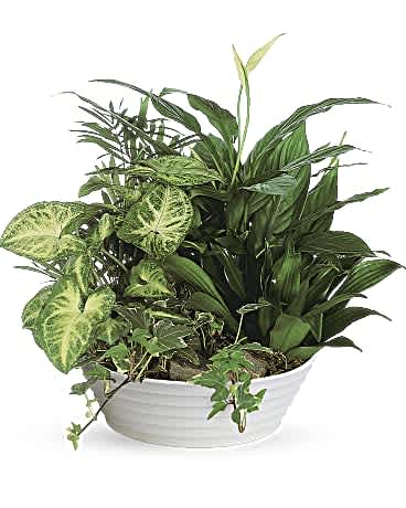  Dish Garden - Bring the outdoors in with this lush green potted garden. Arranged in a low white bowl, the assortment of living potted plants can be enjoyed inside, then planted outside at a later date. You can't go wrong with this versatile, long-lasting gift. This miniature garden of living plants includes dracaena, variegated ivy, palm, spathiphyllum and white butterfly syngonium, arranged in a low white bowl with river rocks, sheet moss and bark accents. Orientation: All-Around  SUBSTITUTION POLICY – Always deliver the freshest flowers! Please note the bouquet pictured reflects our original design.  If the exact flowers or container in this arrangement are not available, our local florists will create a beautiful bouquet with the freshest available flowers. 