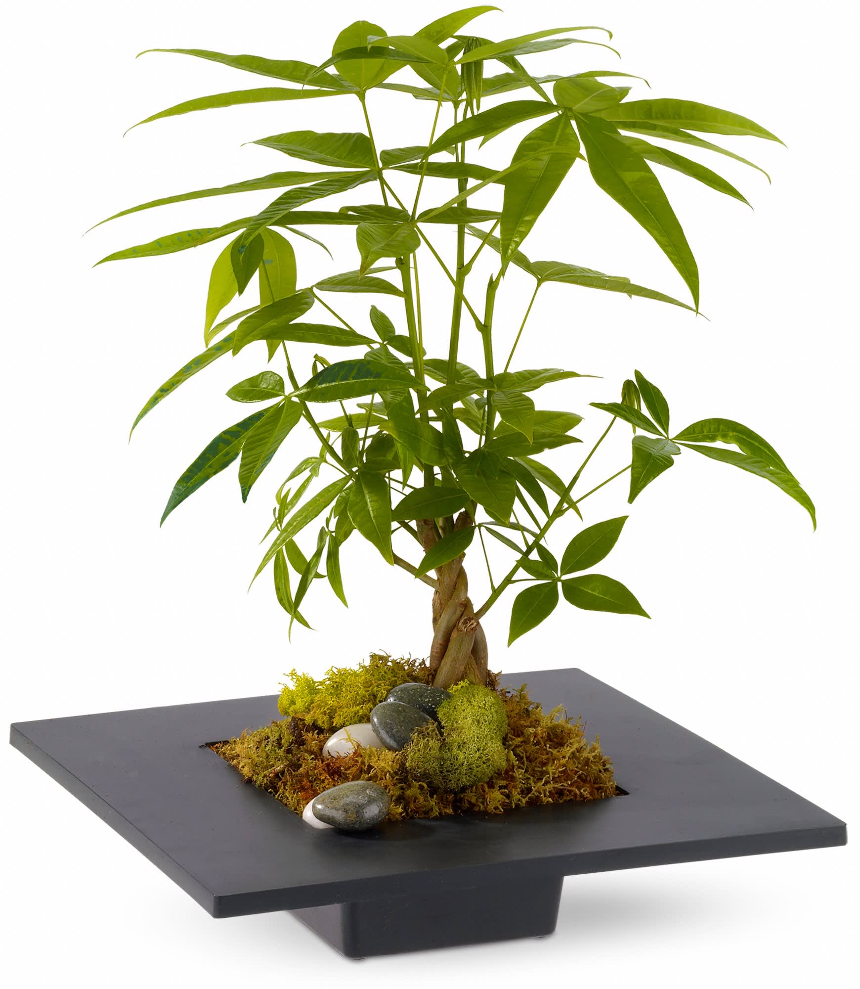 Money Tree - Harmonize the five elements within a space, bring good fortune and prosperity, and improve the flow of "chi" with a money tree! The money tree - or Pachira - is thought to bring good luck, and is a thoughtful gift for any home or office.    A money tree is planted in a square black container, and adorned around the base with deerfoot moss, plus black and white rocks.    Approximately 11.5" (W) x 16" (H)    Orientation: All-Around    As Shown : TFWEB206