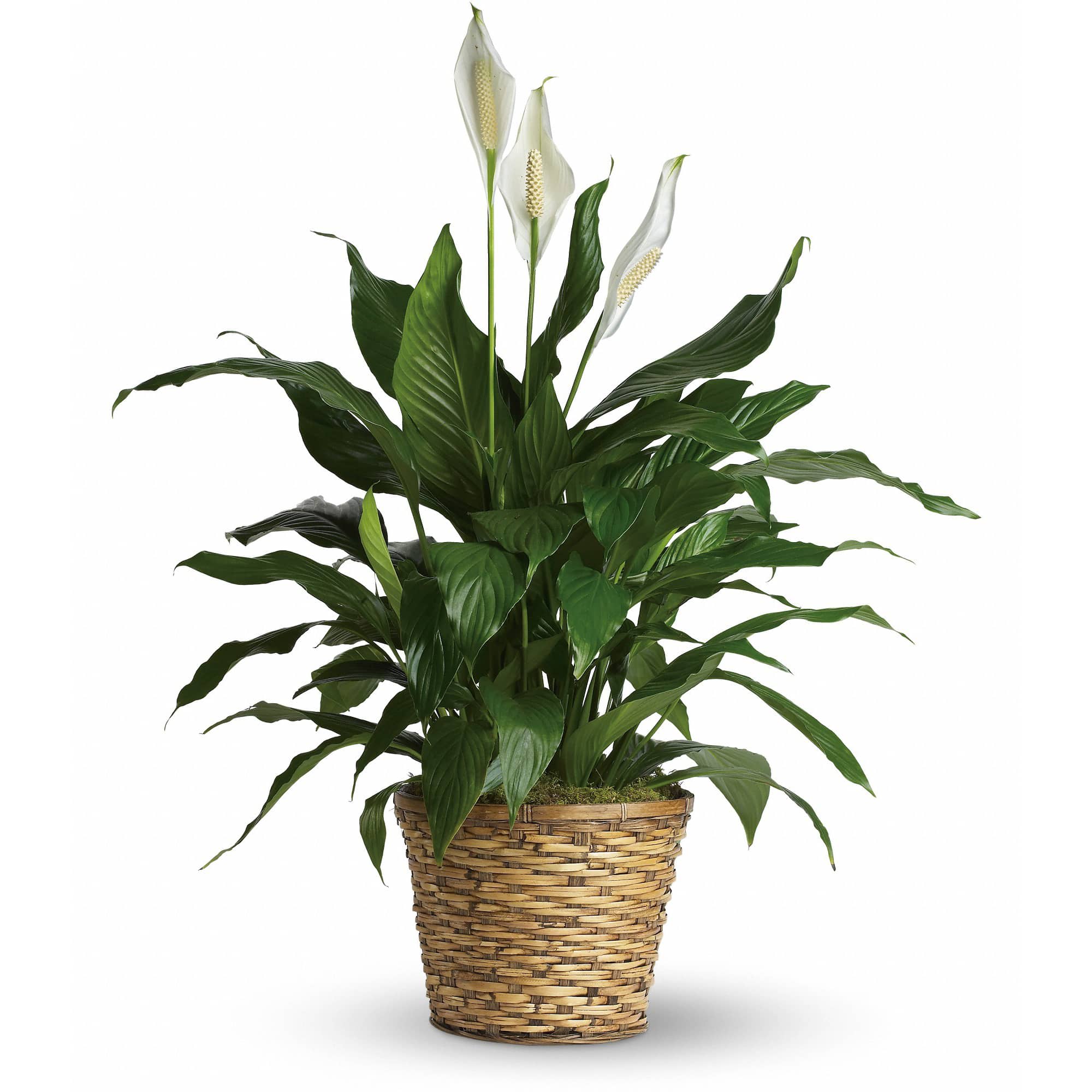 Peace Lily Plant - Medium - Known for its indoor beauty and ability to clear the air of contaminants, this brilliant green plant with dazzling white blossoms makes a perfect gift for almost any occasion. low-maintenance. High quality. Bet you never knew delivering elegance could be this simple.  This spathiphyllum comes in an 8" woven wicker basket. It's a great medium for delivering vitality.  Approximately 30 1/2" W x 37" H  Orientation: N/A  As Shown : T105-2A