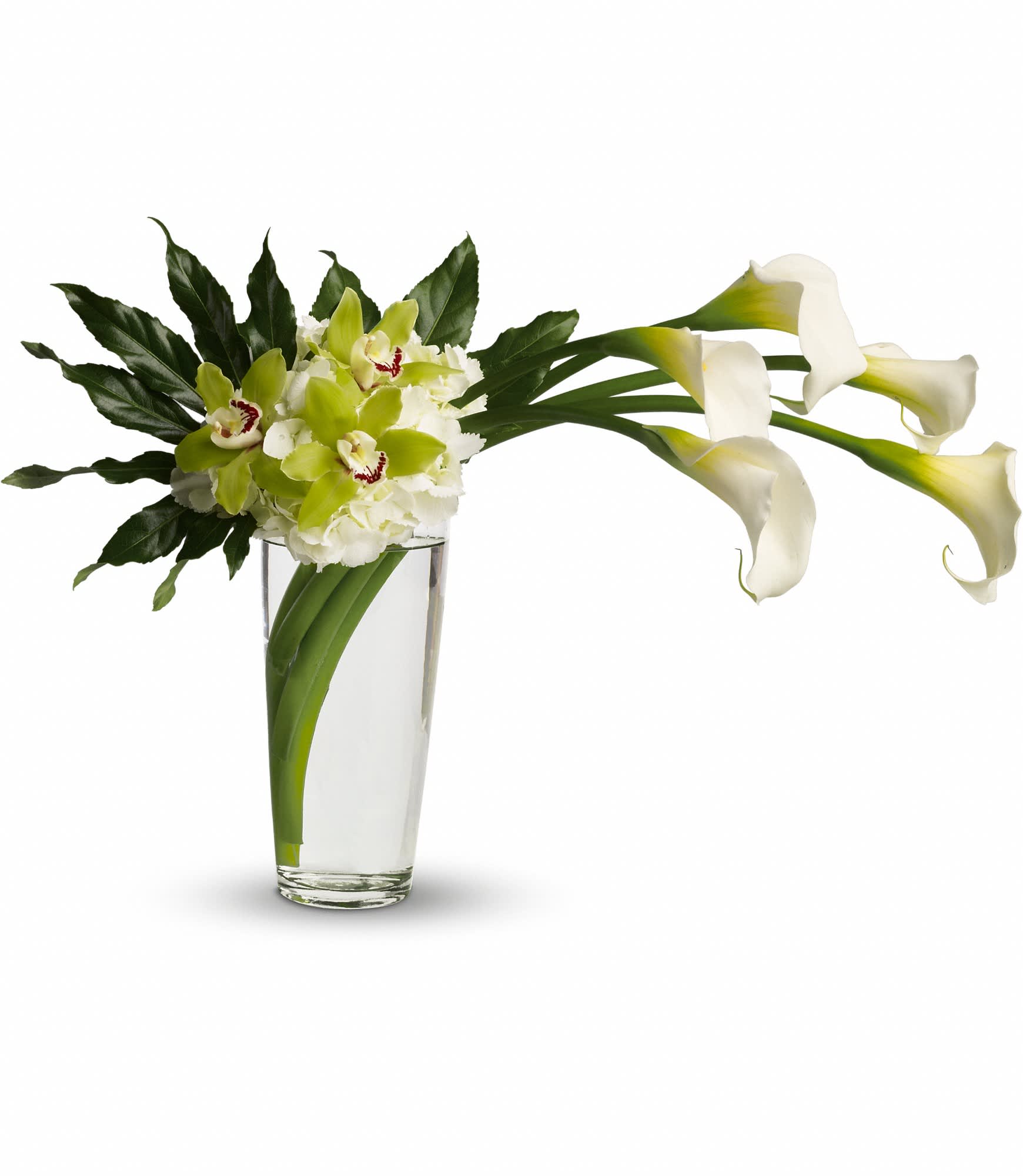 Moondance  - Moondance. Romance. Elegance! Captivating callas, white hydrangea, exotic orchids in a stunning tall glass vase create a green and white dream come true. No matter who you send this fabulous arrangement to, you can be sure it will impress!    White callas, white hydrangea and green cymbidium orchids arrive in a graceful tall glass vase.    Approximately 29" W x 20" H    Orientation: One-Sided        As Shown : T79-1A      Deluxe : T79-1B      Premium : T79-1C    