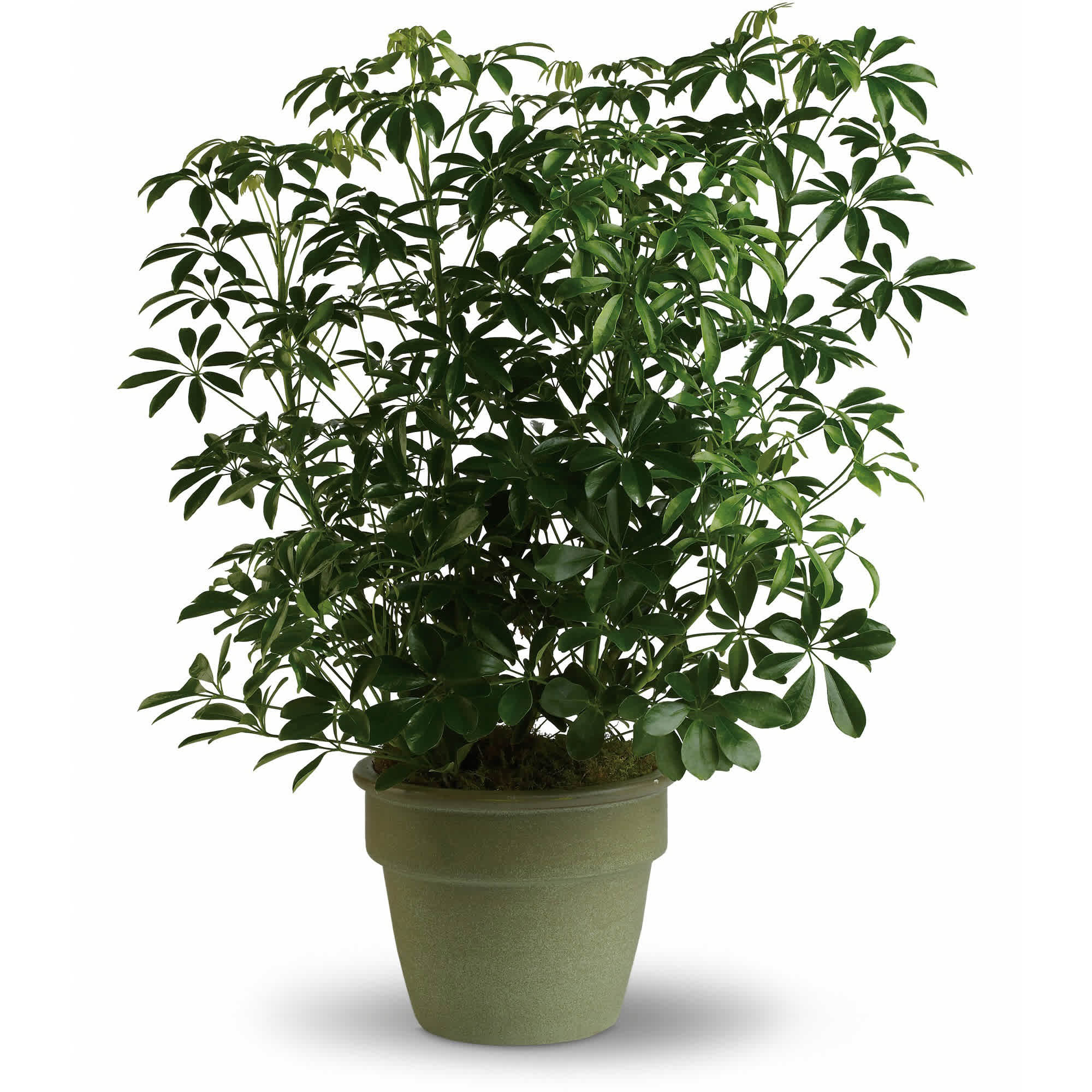Amazing Arboricola  - Also known as the umbrella plant due to its lovely arching leafy branches, this is an amazing gift. It can last for years and lend its graceful beauty to any home or office.    Standing almost three feet tall in its olive green ceramic planter, this arboricola is a natural.    Approximately 27" W x 34 1/2" H    Orientation: N/A        As Shown : T104-3A    