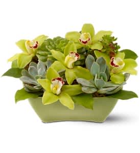 Wonderful World  - The color green brings a sense of peace to any space, and this lovely ornamental arrangement - created with chartreuse cymbidium orchids and long-lasting succulent plants - is like an oasis of tranquility.    Green cymbidium orchids and echeveria succulents are accented with a bit of deerfoot moss in an olive dish garden.    Approximately 11" (W) x 5" (H)    Orientation: All-Around        As Shown : TFWEB207  