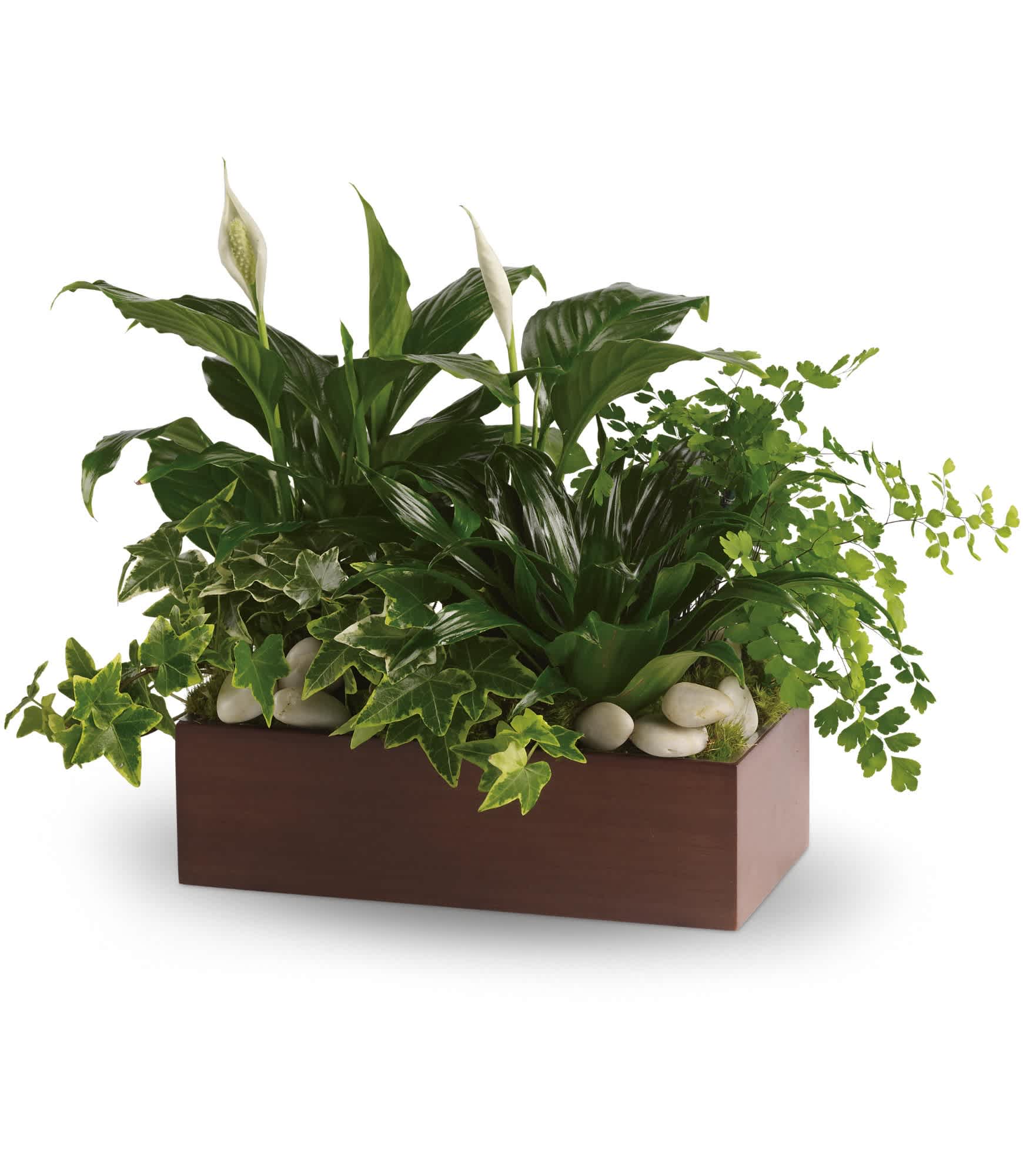 Quiet Expressions - Three of the most popular and most loved of all plants, beautifully presented in a stylish bamboo rectangle is a gift that will bring many days of joy.  This mix of spathiphyllum, ivy, dracena and maindenhair fern, accented with river rocks, is delivered in a brown bamboo rectangle.  Approximately 17 1/2" W x 13" H  Orientation: All-Around      As Shown : T272-3A  