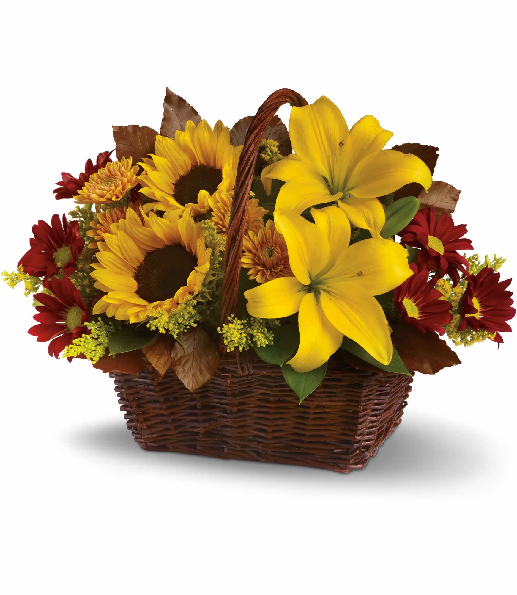 Golden Days Basket - Here's a golden opportunity to make someone's day. Just send this delightful basket of fresh fall flowers to someone who's on your mind and you can be sure it will lift their spirits!    Sunny sunflowers and asiatic lilies, red roses, gold and burgundy chrysanthemums, solidaster, brown copper beech and salal are splendidly arranged in a wicker basket. Send it and you'll be golden, too.    Approximately 14 1/4" W x 10 1/2" H    Orientation: All-Around    As Shown : T174-2A  Deluxe : T174-2B  Premium : T174-2C