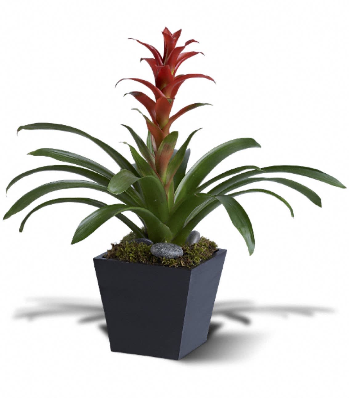 Bright Bromeliad - A bromeliad plant arranged with river rocks is delivered in a wooden pot. Approximately 10" (W) x 16" (H). TFWEB399 