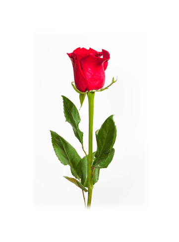 Single Rose - A single rose wrapped in tissue paper and tied with a bow.