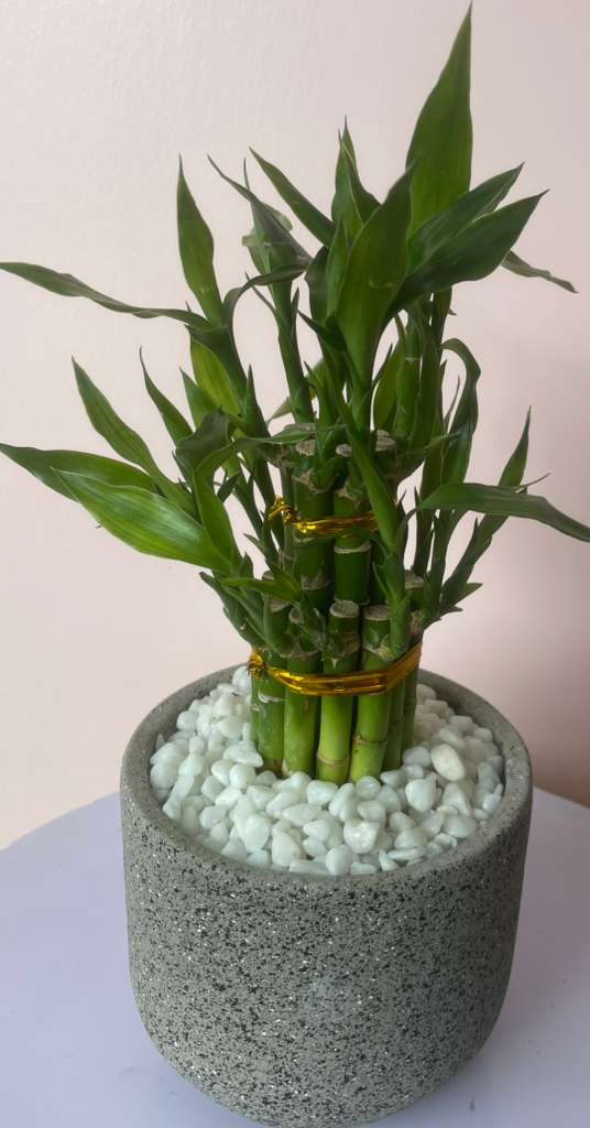 Large Lucky Bamboo - Beautiful bamboo plant delicately decorated with stones, ideal as a gift for any occasion, representing good luck in your life.