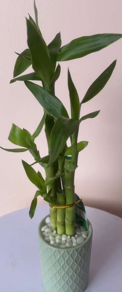 Medium Lucky Bamboo - Beautiful bamboo plant delicately decorated with stones, ideal as a gift for any occasion, representing good luck in your life.