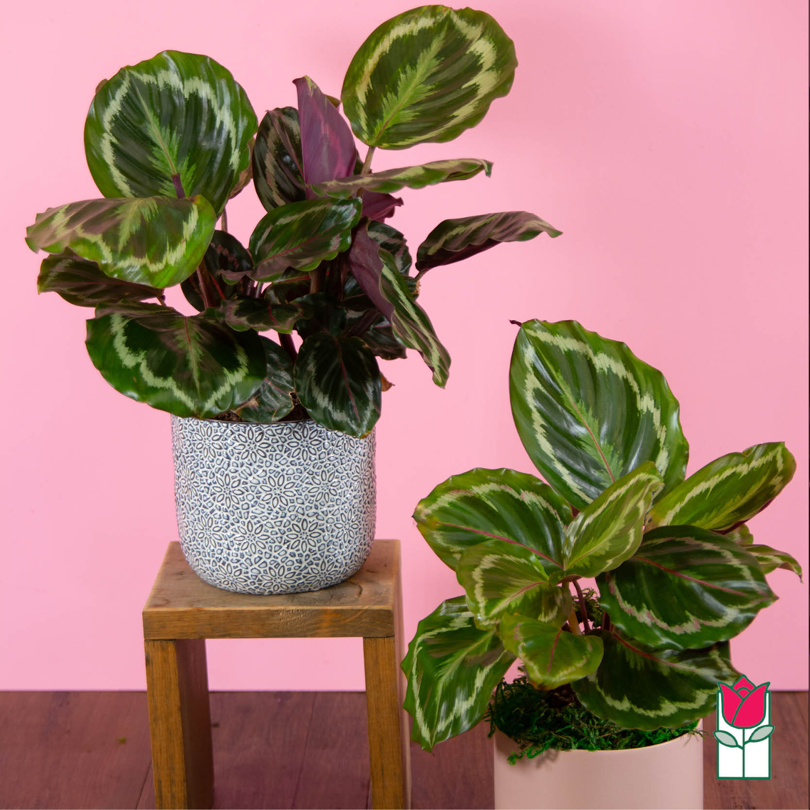 Beretania's Tabletop Calathea Plant (Pick Up Only) - Discover the charm of the Beretania Florist Mini Calathea Plant – a delightful botanical surprise that arrives in style, nestled within an exquisite ceramic pot.  Indulge in the beauty of nature's ever-changing canvas with a range of seasonal variegated patterns that adorn each Mini Calathea Plant. Our skilled florists expertly handpick the freshest and most captivating varieties available, ensuring a touch of uniqueness with every gift.  The Mini Calathea Plant boasts intricate foliage that dances with elegance, making it a captivating addition to any space. With its playful patterns and vibrant hues, this plant is a true testament to nature's creativity.  Please note that the selection of both the plant variety and ceramic pot is a part of the delightful surprise, curated by our florists based on the latest availability. Embrace the spontaneity of nature and elevate your gifting game with the Mini Calathea Plant, now available for you or your loved ones. Handpicked, hand-delivered, and crafted with care by Beretania Florist.