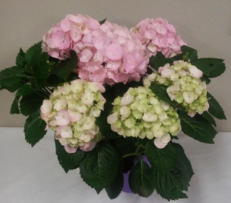 Breathtaking Hydrangea  - Give a gift that will bloom year after year send this Magnificent Hydrangea Plant in a wicker pot and a pretty bow