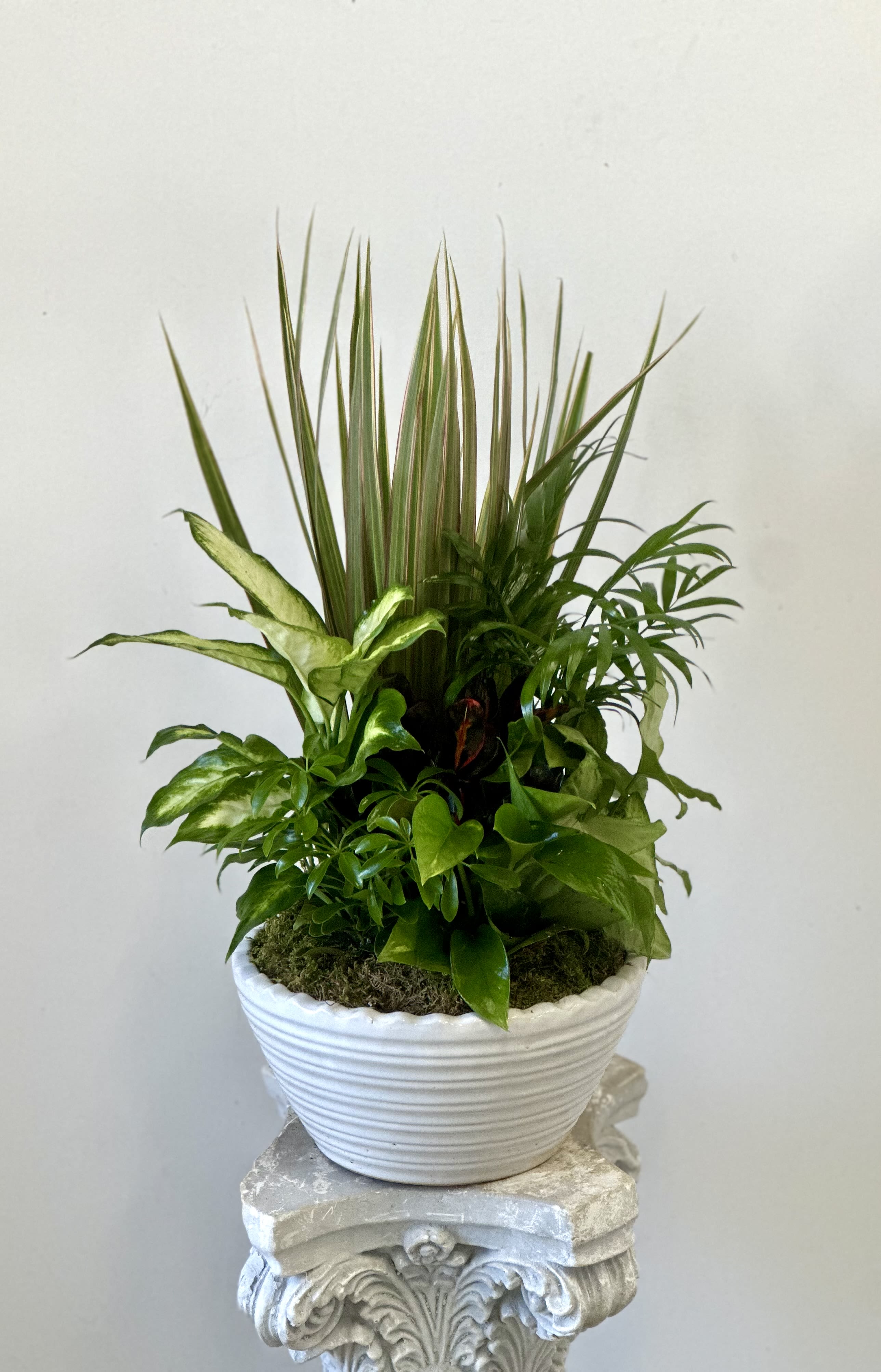 Dish Garden Westford Florist 10" - Enhance the aesthetics of your living space with our meticulously curated Dish Garden. Measuring approximately 10 inches this exquisite arrangement by Westford Florist boasts a harmonious blend of lush green plants nestled within a sophisticated ceramic pot. Bring nature indoors and add a touch of elegance to your home or office with this timeless piece by Westford Florist. Elevate your decor effortlessly with our Dish Garden and enjoy the beauty of foliage all year round. Container colors and plants will vary but the overall look and appearance will be the same.