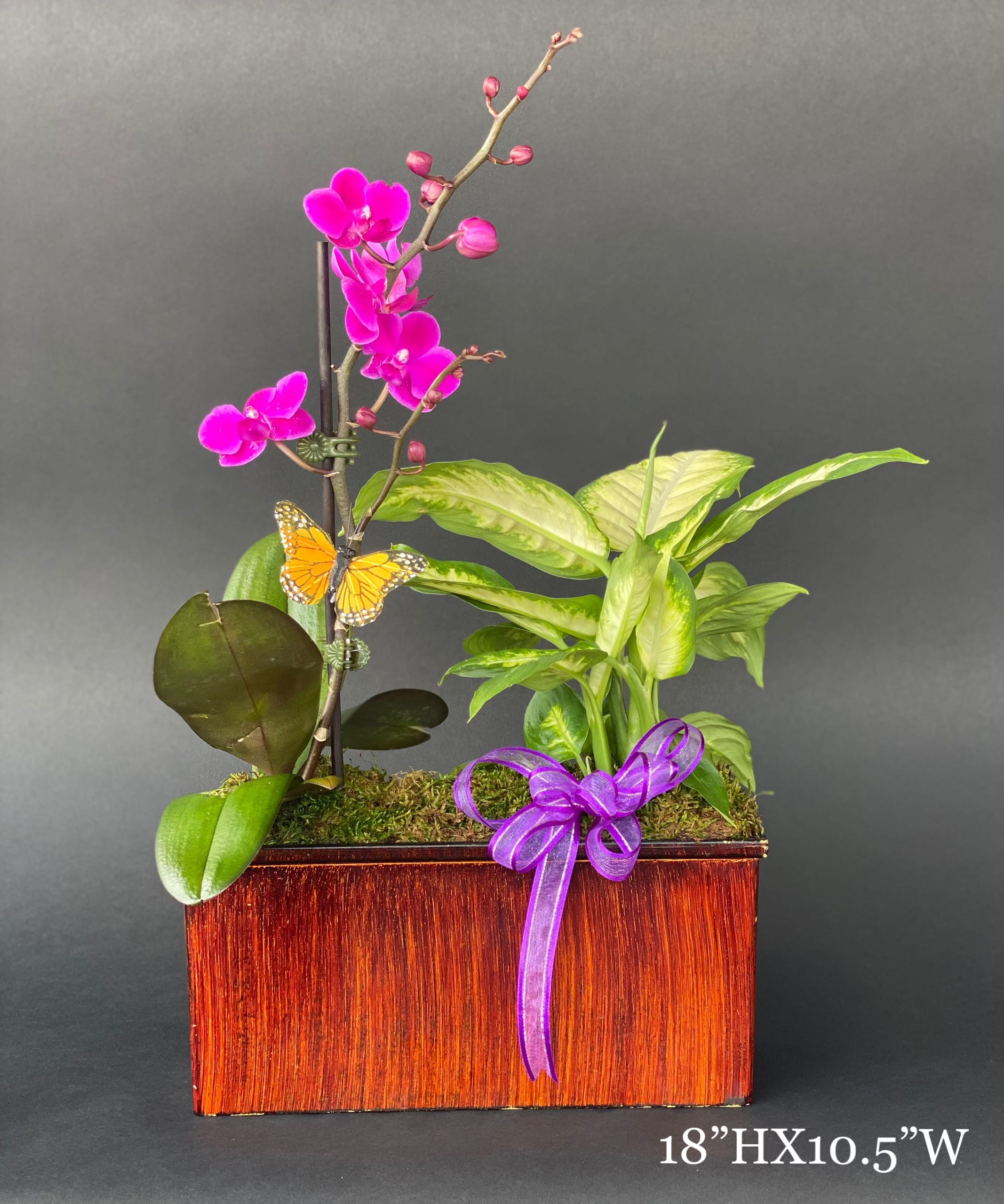 Wonderland - For or orchids lovers we bring Wonderland an orchid and plant duo that will be perfect for any occasion specially on Mothers Day. Be aware that Orchids and Plant variations as well as their colors might be different due to availability.
