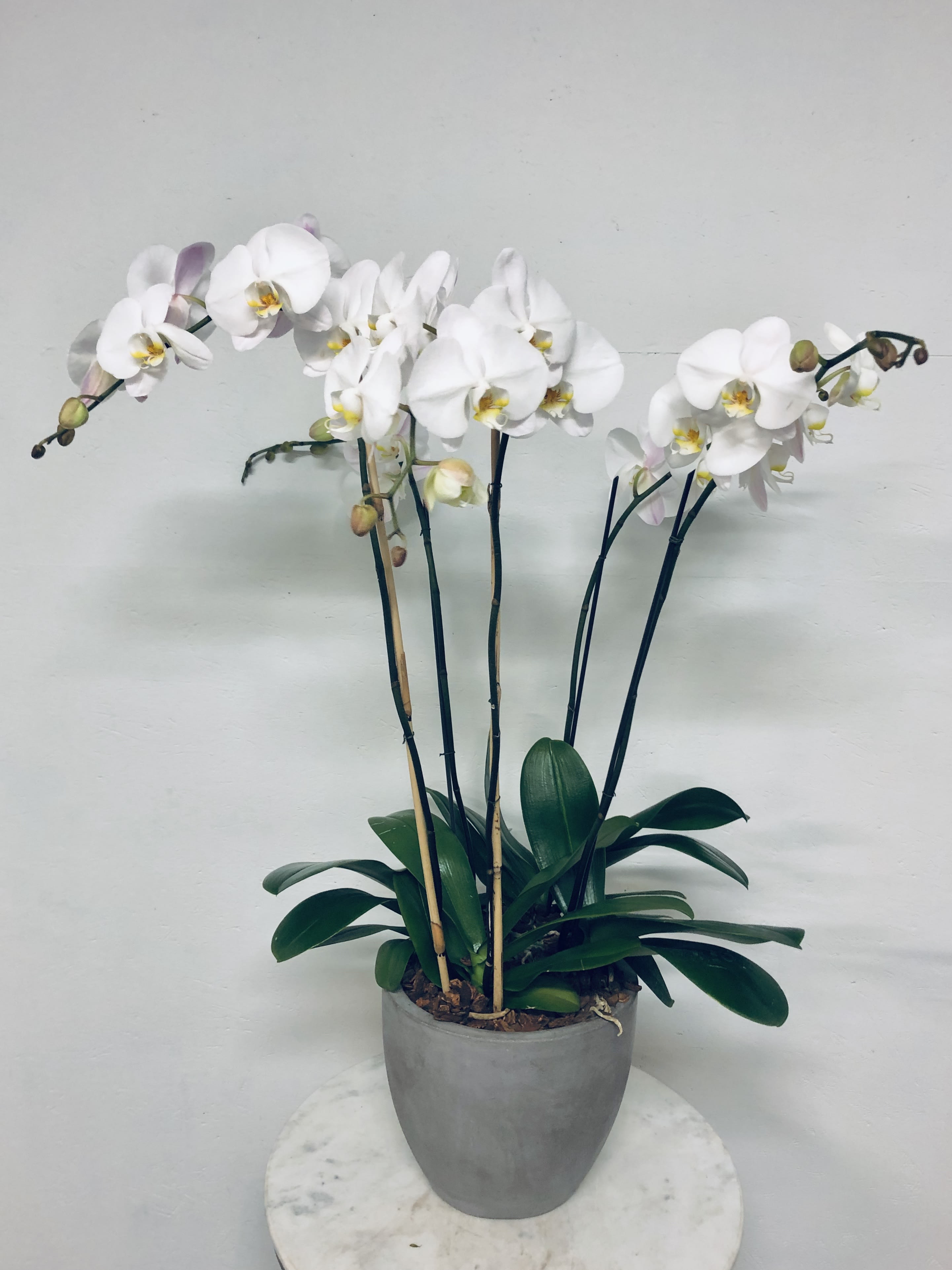 Potted Orchids - Two potted orchids in a contemporary concrete pot.  *Colors vary based on availability*